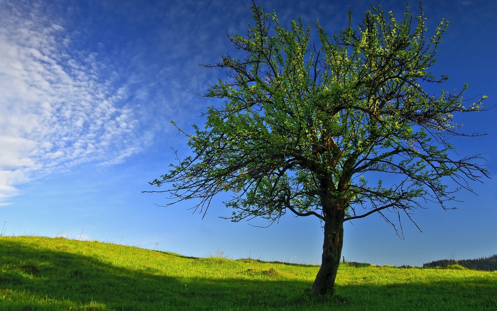 spring tree nature landscape grass sky outdoors rural countryside wood summer fair weather hayfield idyllic leaf field bright sun scenic horizon