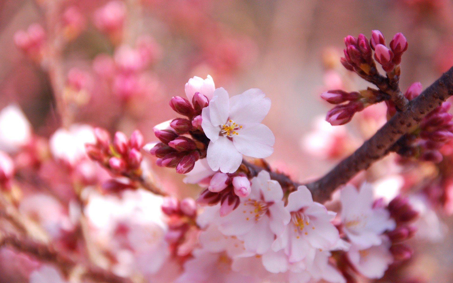 spring cherry flower nature branch tree flora garden season blooming apple petal bud leaf outdoors bright plum growth delicate easter