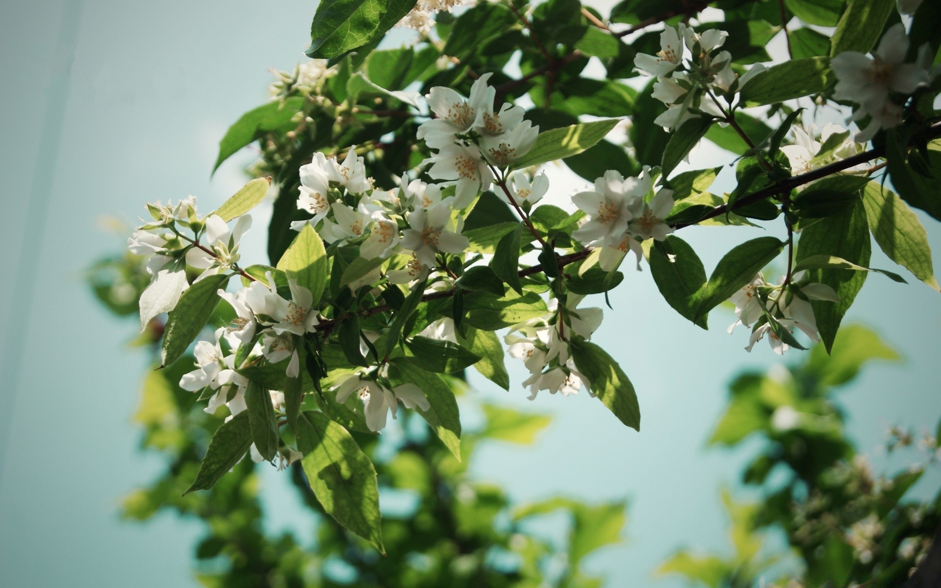 primavera flor folha natureza árvore flora crescimento ramo ao ar livre jardim maçã verão borrão bom tempo pétala