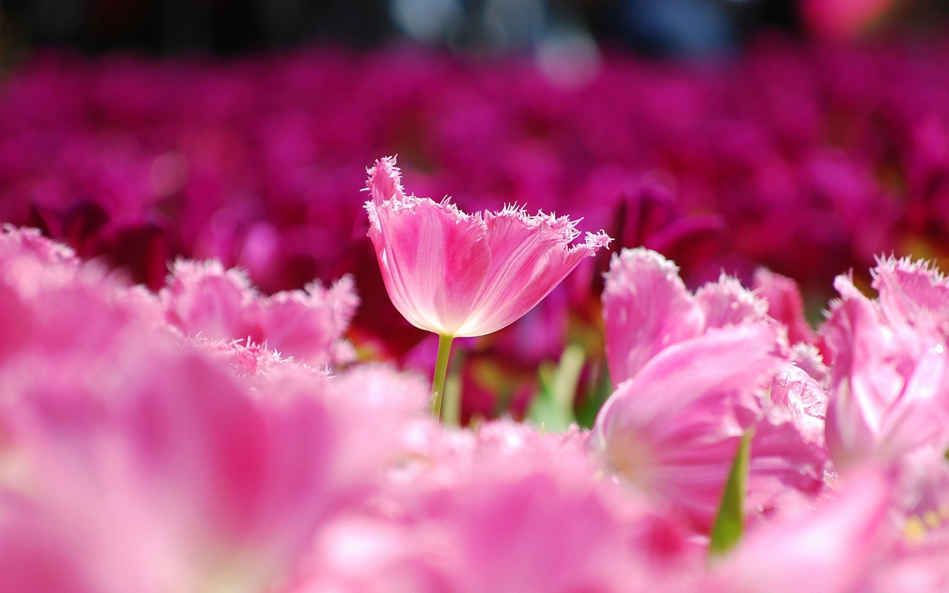 spring nature flower garden flora leaf summer bright tulip color petal blooming floral field outdoors growth fair weather