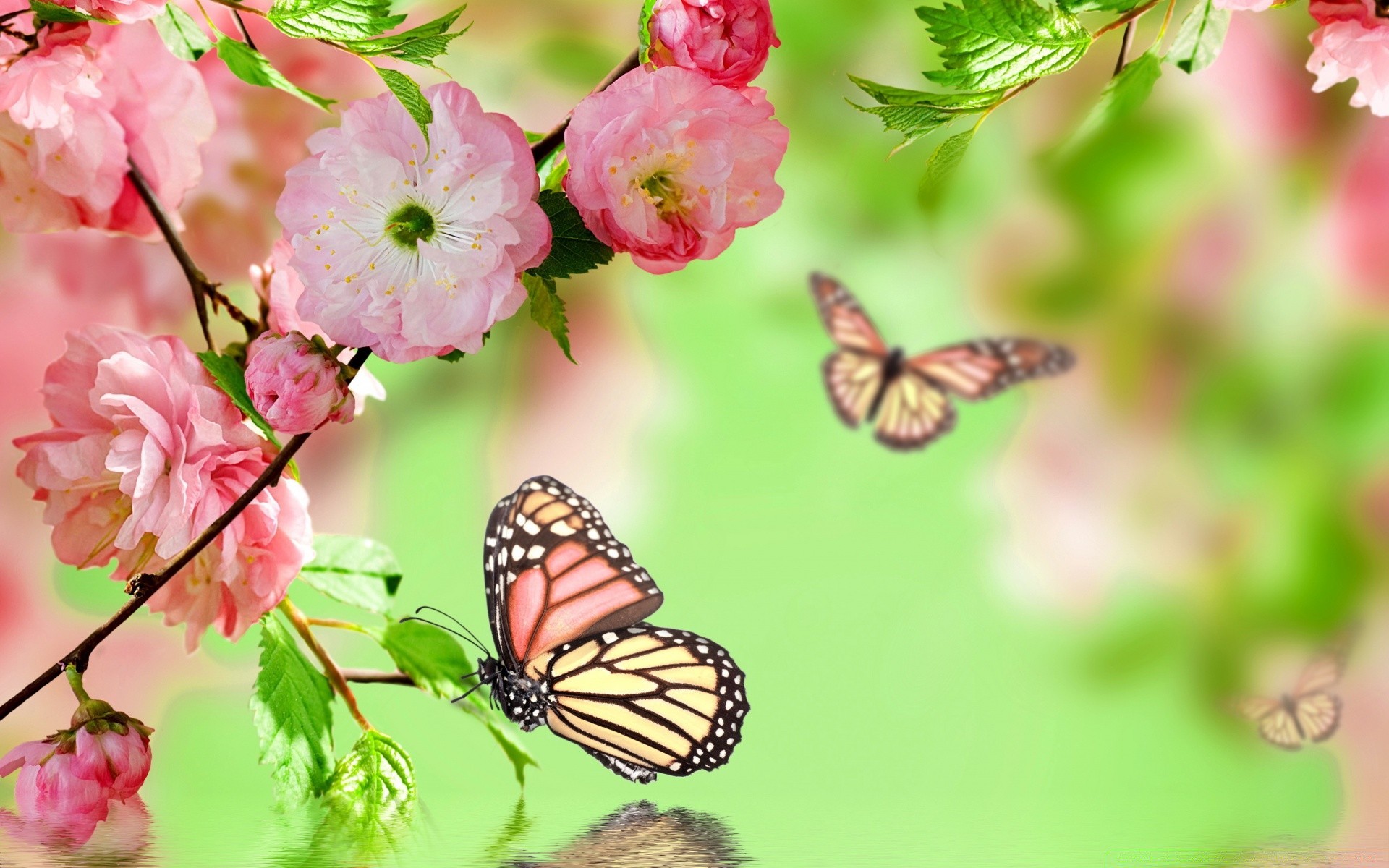 spring nature flower summer leaf flora bright garden outdoors butterfly growth color delicate insect fair weather season floral close-up