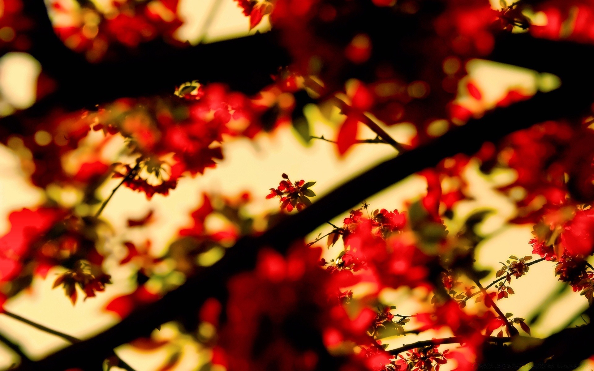 printemps flou feuille noël arbre automne lumineux couleur nature fleur