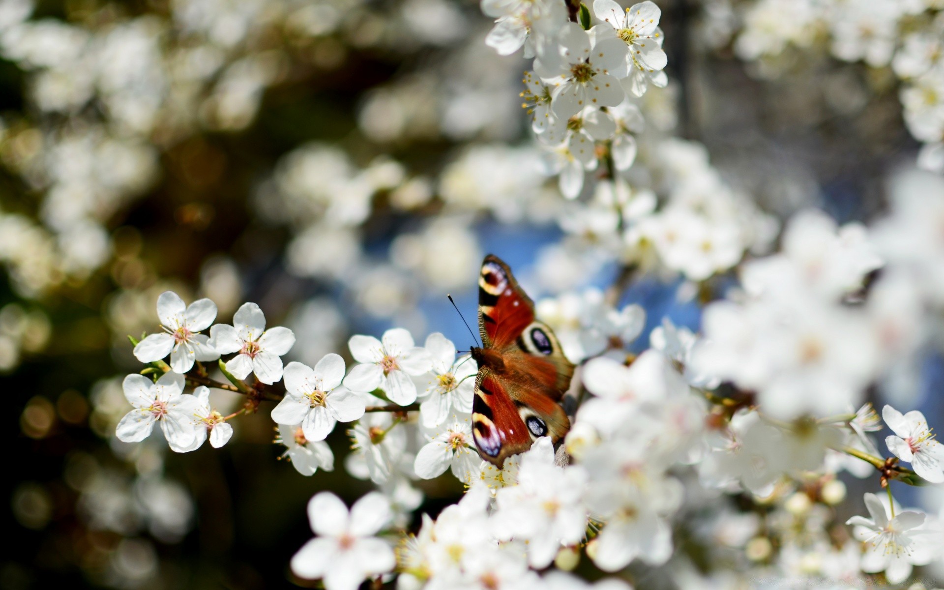 spring flower nature flora cherry season outdoors garden close-up tree color blooming petal bright leaf summer insect beautiful floral branch