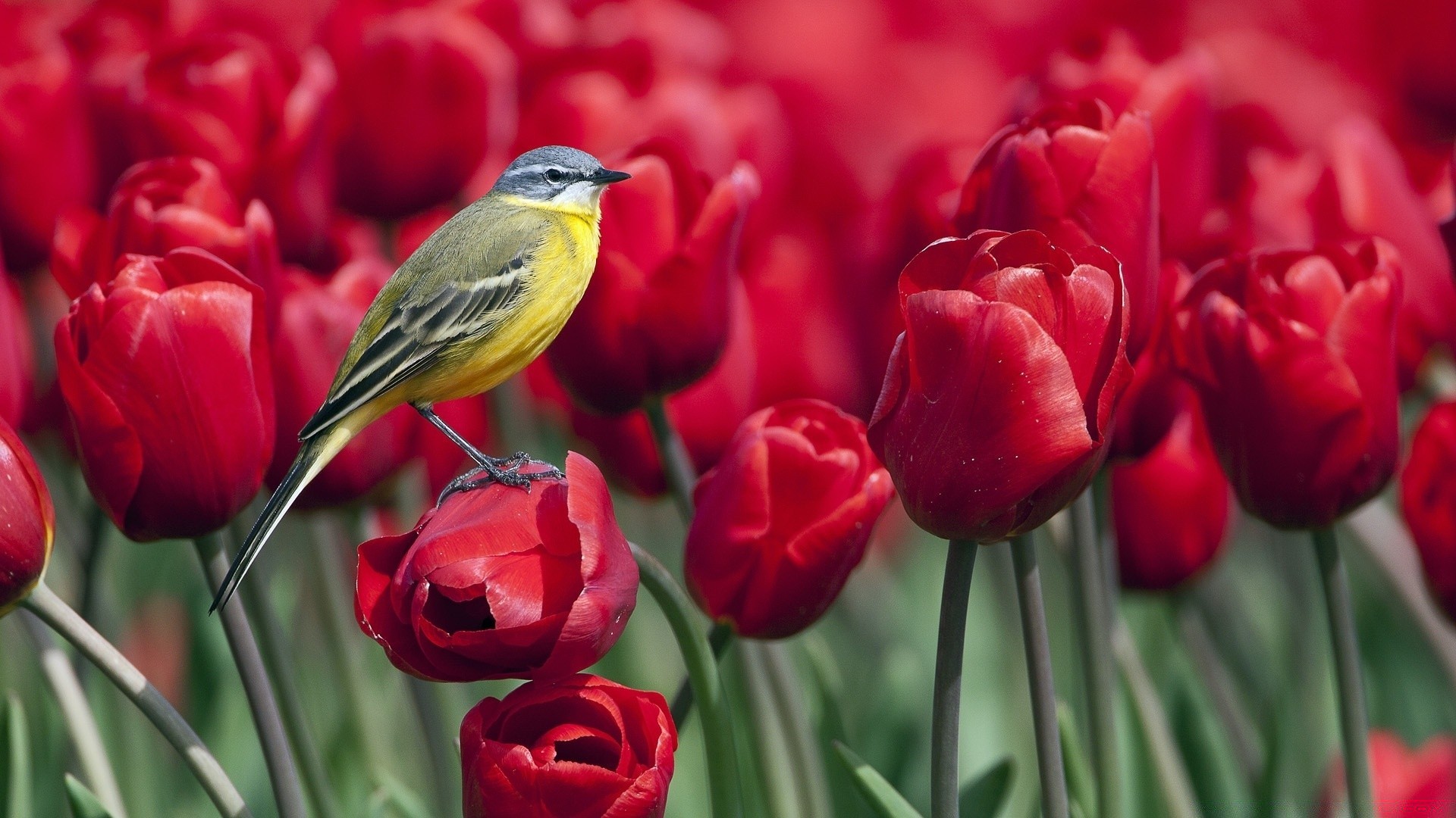 frühling natur blume garten blatt flora tulpe hell sommer im freien farbe