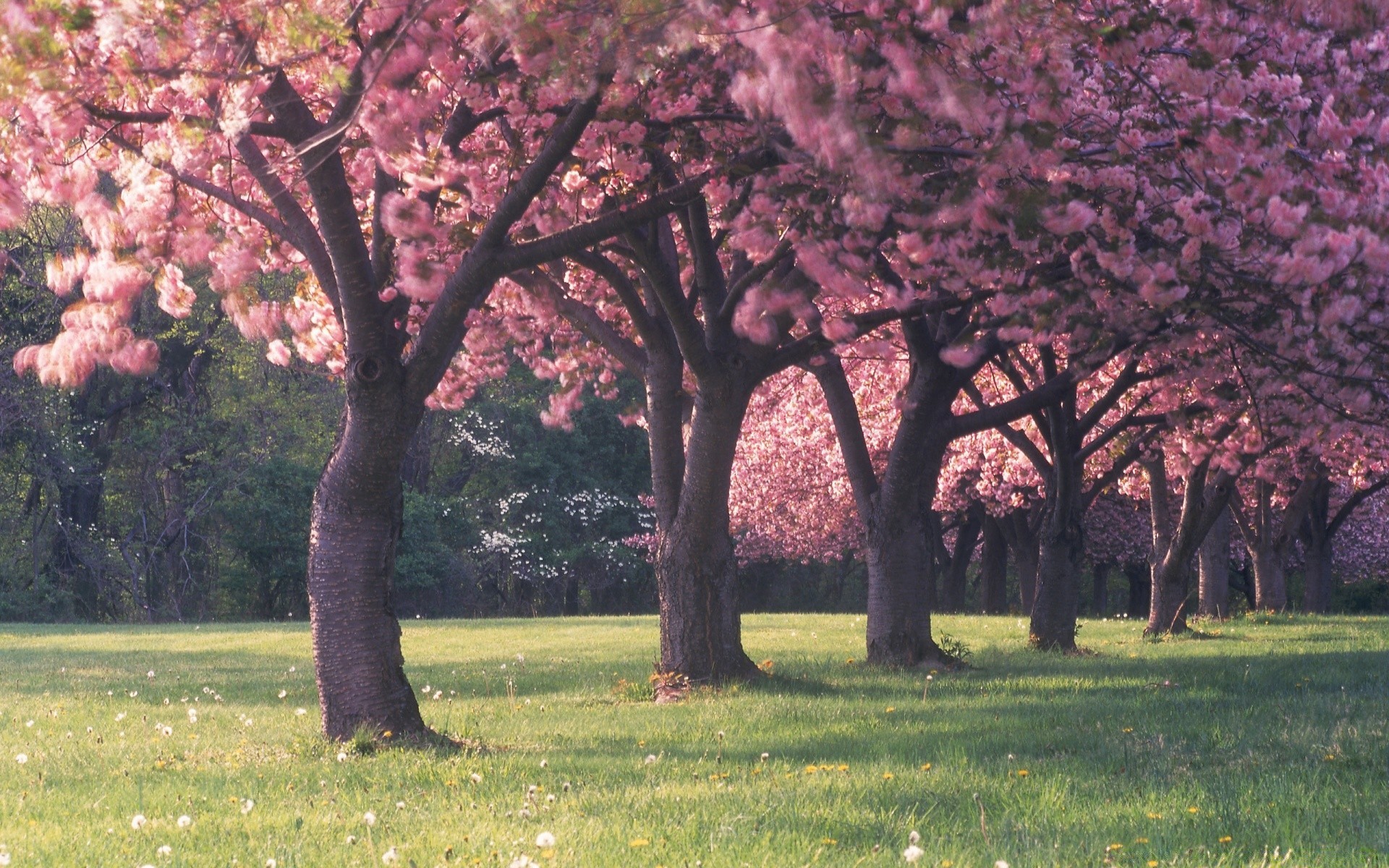 frühling baum landschaft blume zweig park saison garten natur frühling flora gras kirsche medium blatt im freien tageslicht holz landschaftlich farbe