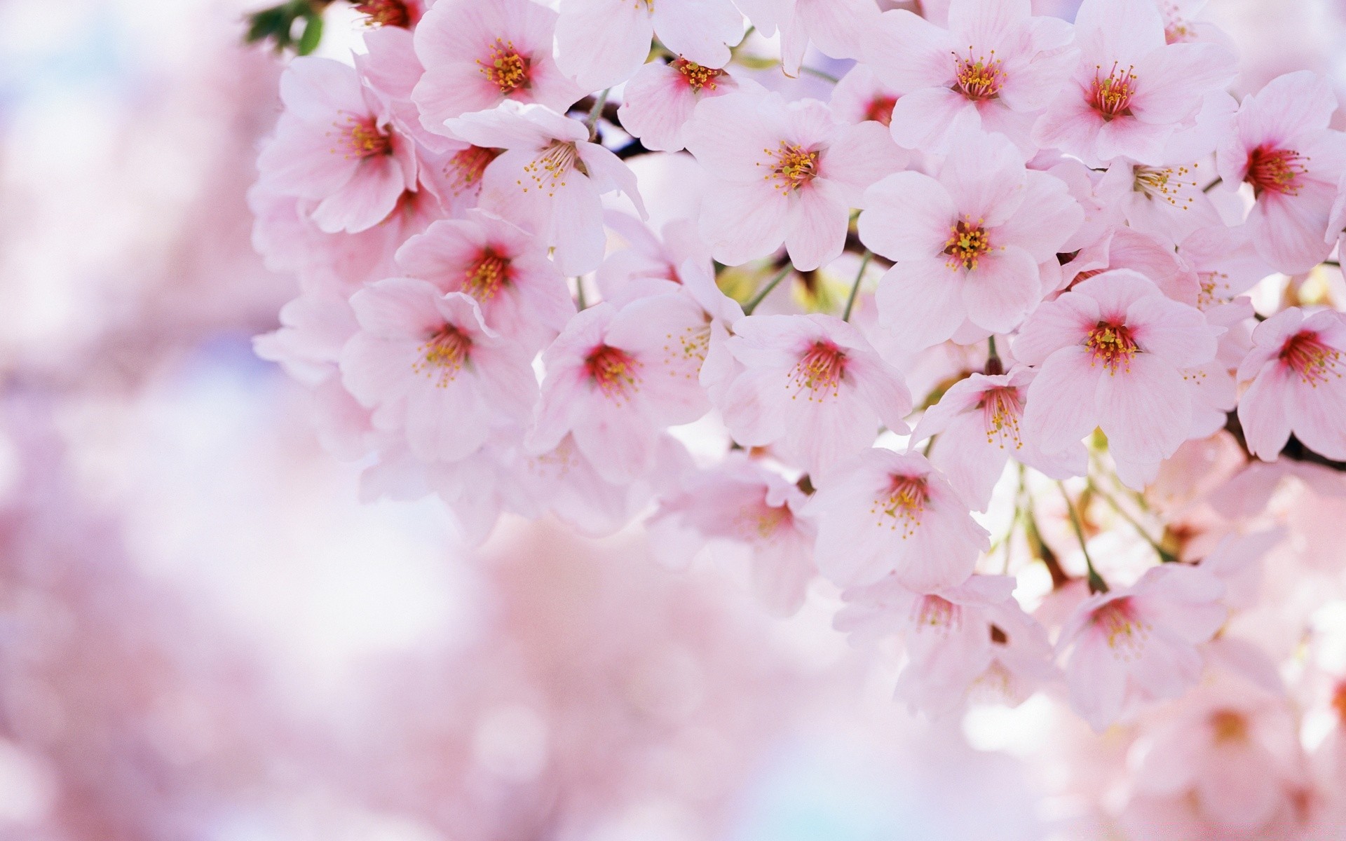 frühling blume natur flora kirsche blütenblatt sanft garten zweig blühen blatt blumen baum wachstum sommer unschärfe saison hell kumpel im freien