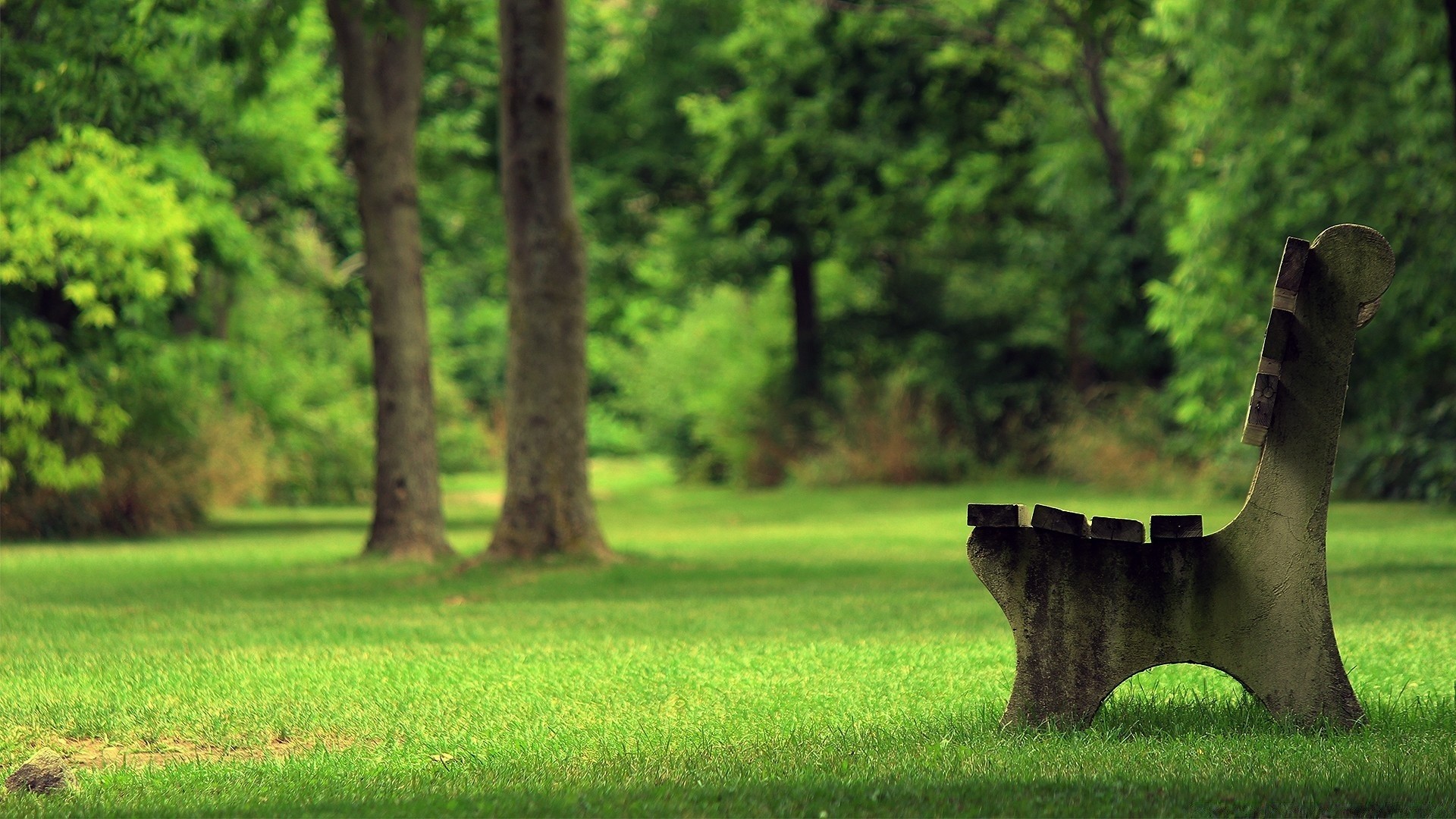 printemps paysage arbre herbe nature bois parc à l extérieur été lumière du jour