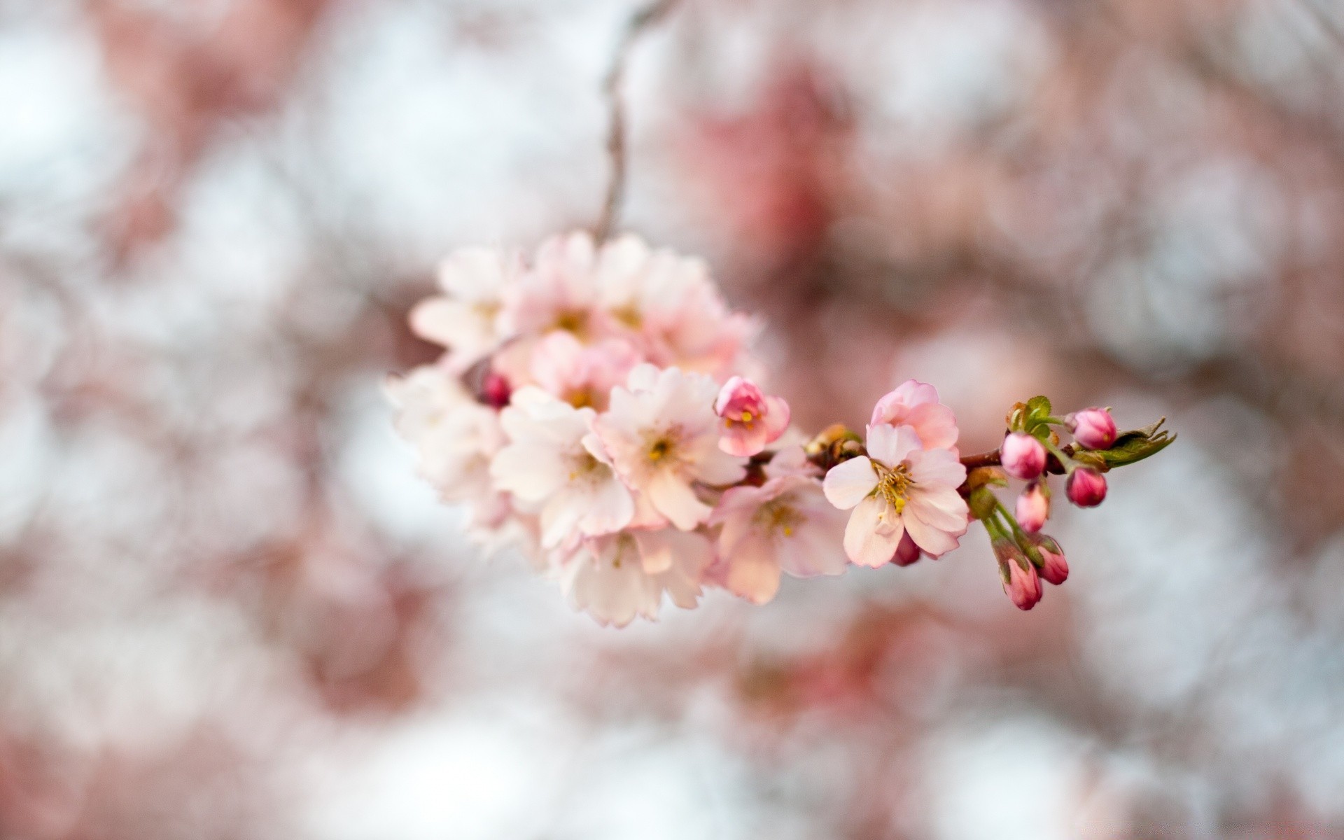 spring flower cherry nature branch tree flora season garden delicate apple outdoors leaf blur bud blooming petal bright growth winter