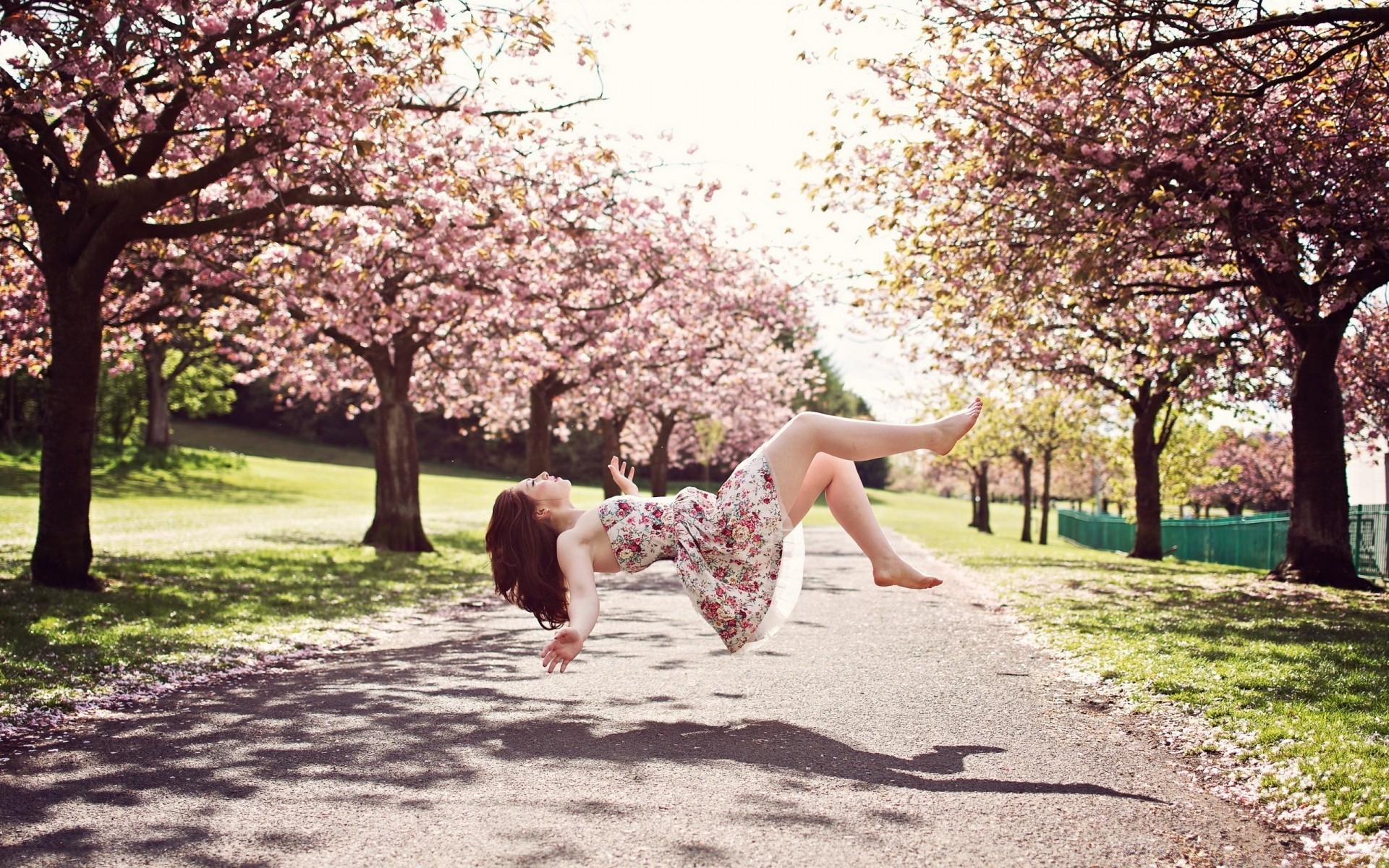 spring tree park cherry season flower branch nature landscape outdoors springtime fruit tree leaf grass garden