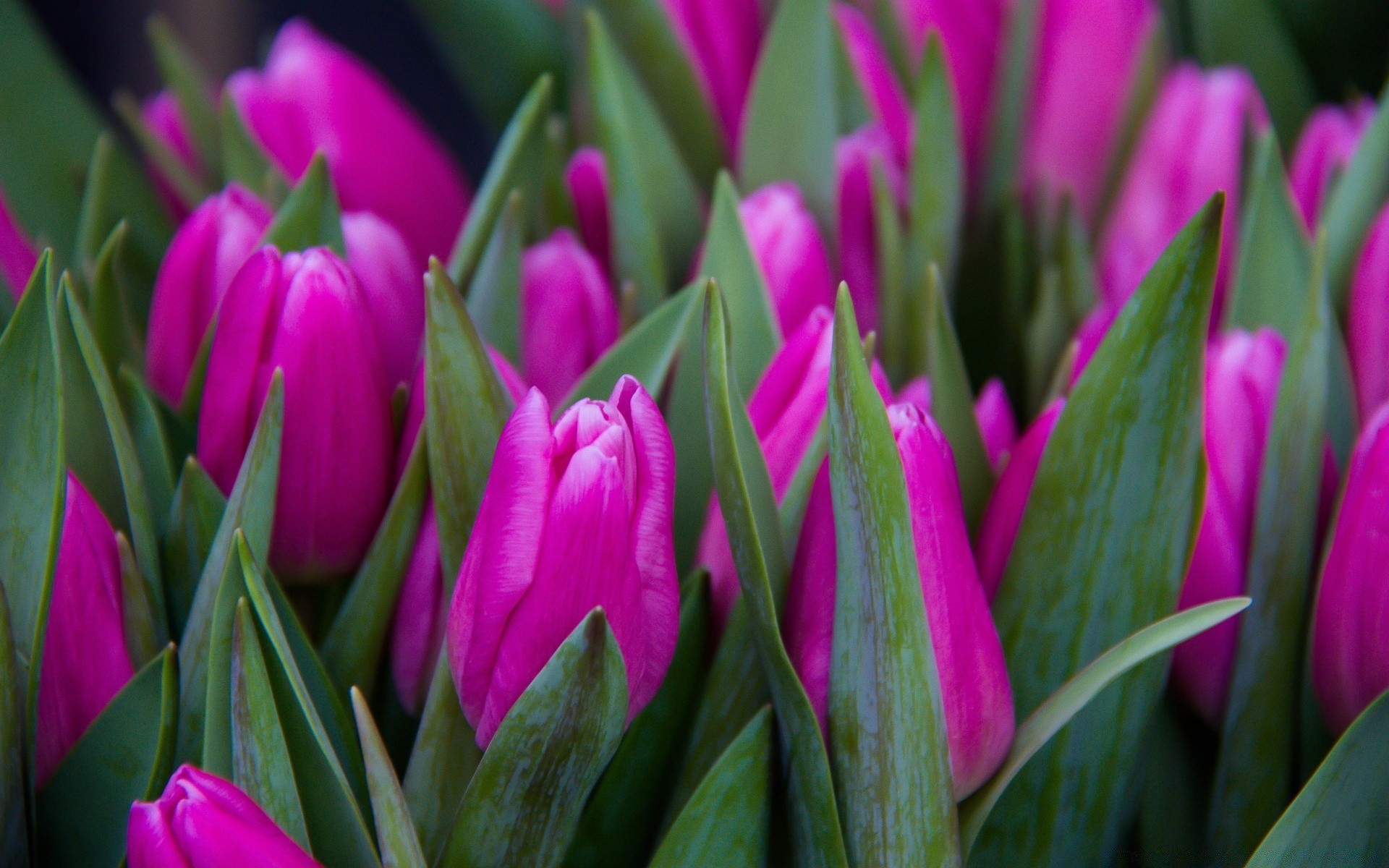 primavera tulipano natura fiore di pasqua flora giardino foglia bouquet di colore di estate vivid crescita floreale bloom petalo stagione