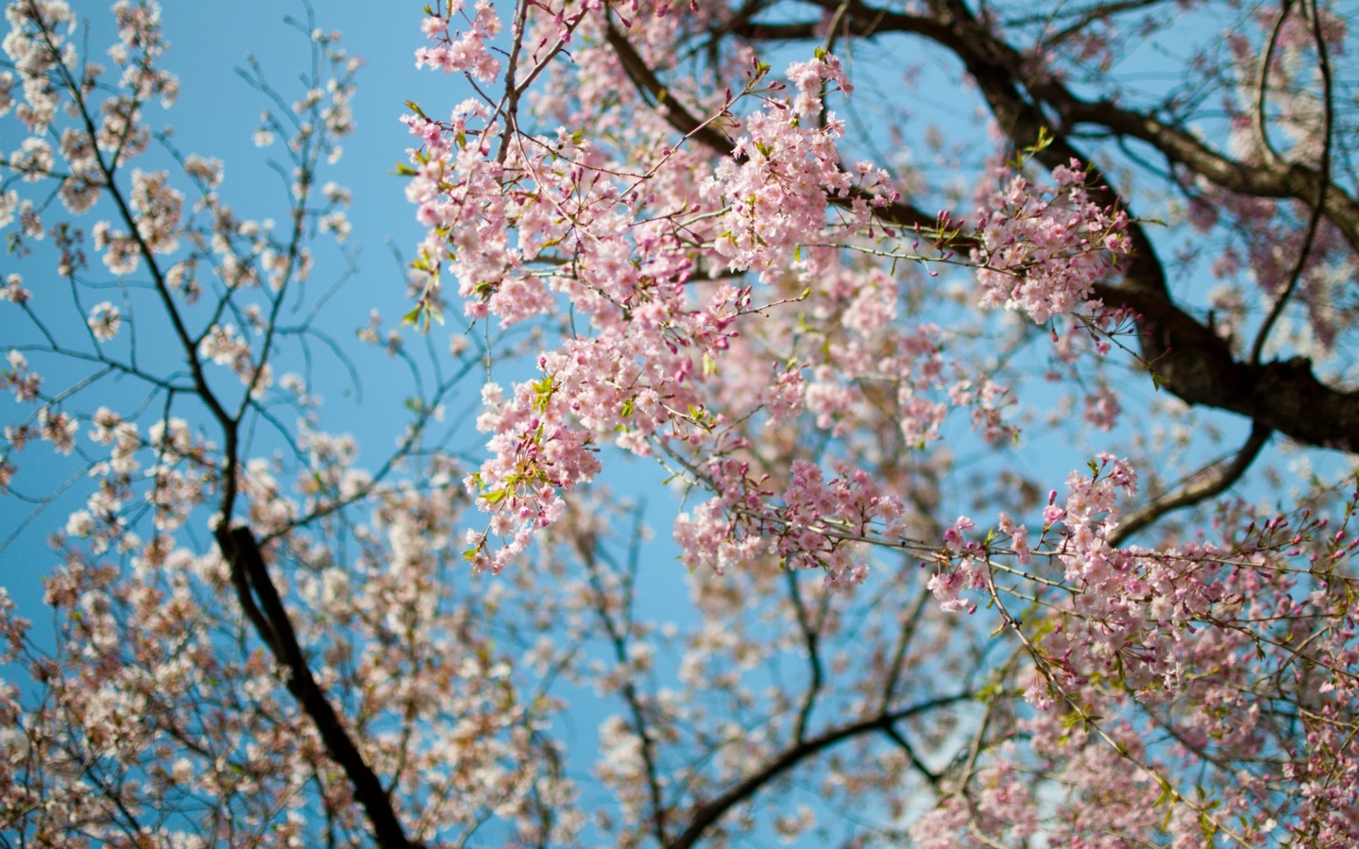 spring cherry tree branch flower season flora springtime fruit tree growth nature blooming plum petal apple park bud leaf outdoors landscape garden