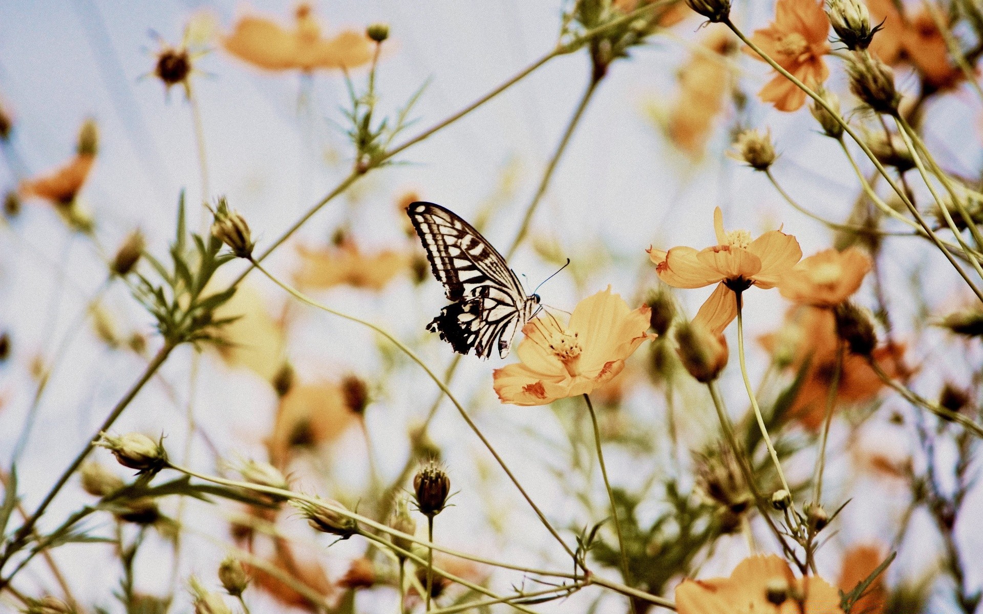 frühling natur blume sommer im freien flora garten insekt schmetterling blatt schließen gutes wetter hell jahreszeit farbe wachstum wild sonne gras schön