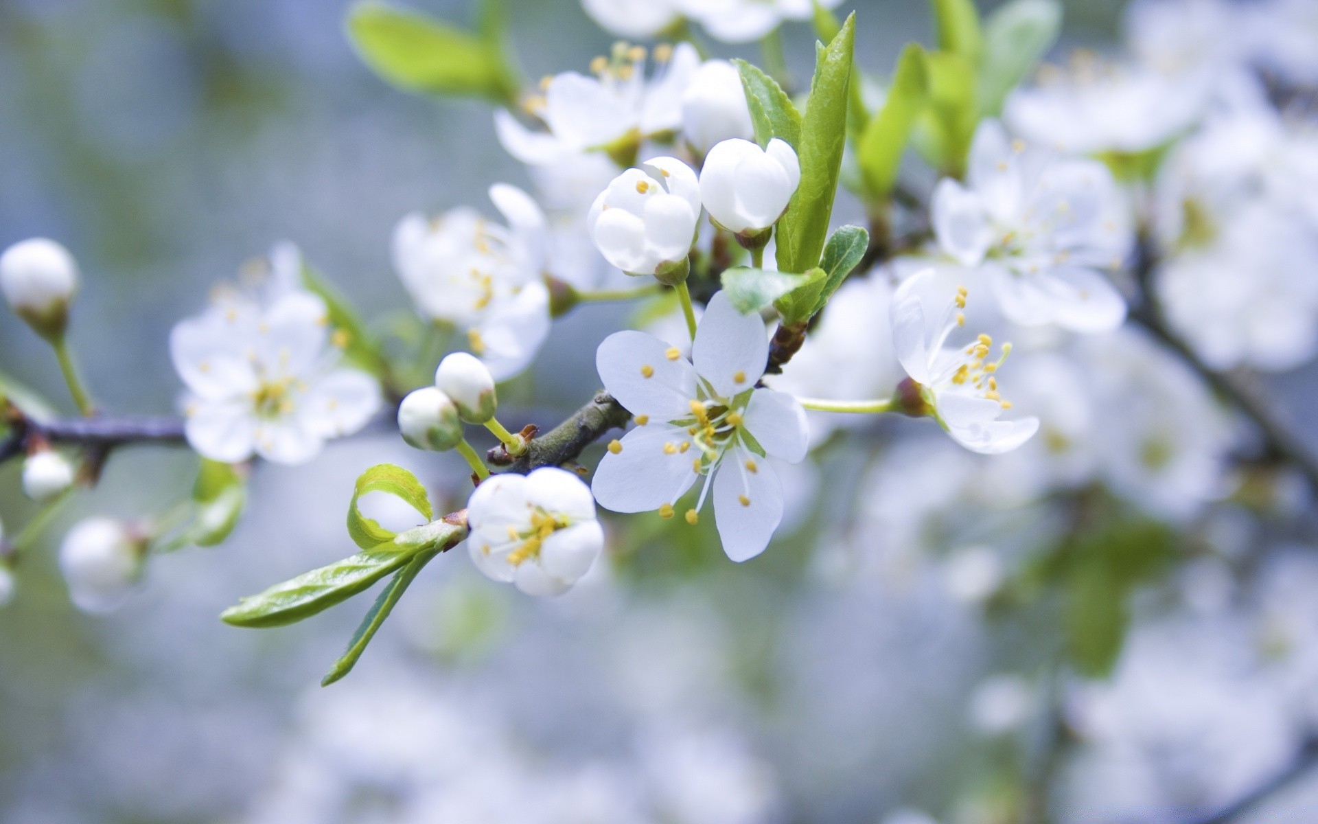 spring nature flower flora branch tree leaf garden growth season outdoors bud petal blooming apple cherry fair weather summer close-up park