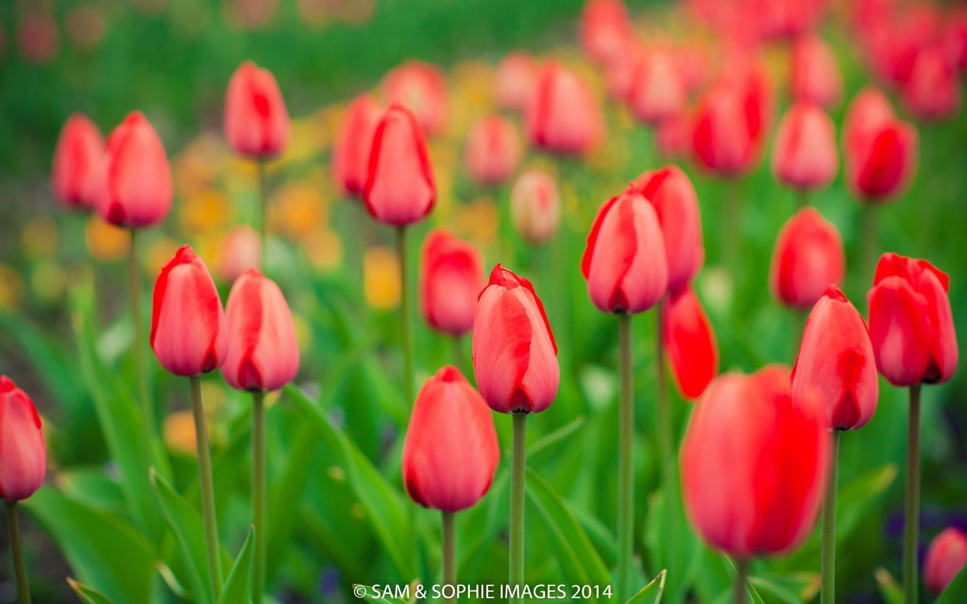 frühling natur tulpe blume garten flora floral hell blatt feld sommer farbe saison hell blütenblatt blühen gras im freien wachstum lampen