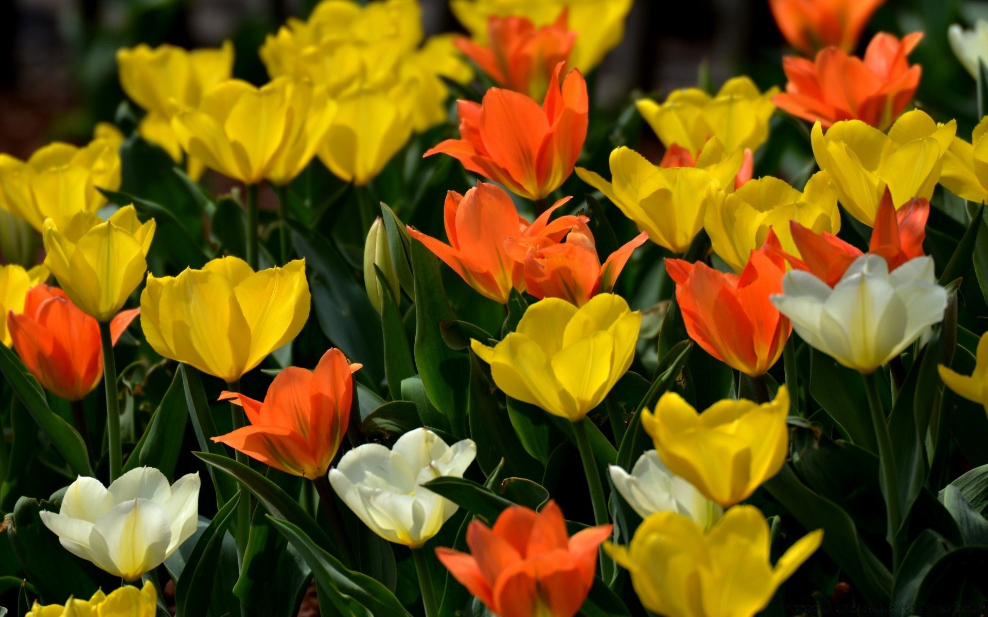 spring tulip nature flora garden flower leaf floral summer bright color easter blooming petal season bouquet growth field vibrant fair weather