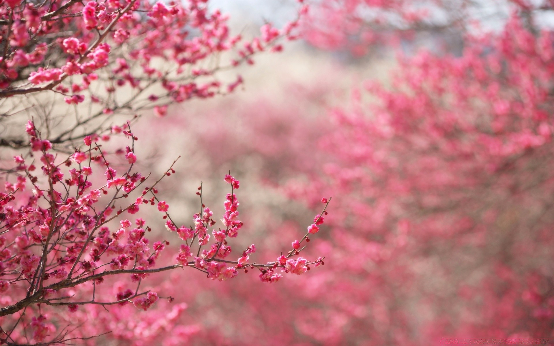 primavera cherry branch albero fiore natura flora stagione giardino di colore brillante foglia parco crescita all aperto fioritura close-up arbusto inverno