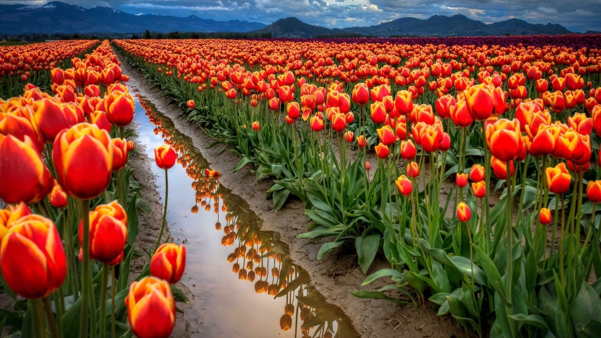 spring tulip flower garden nature flora field color leaf floral bright season summer vibrant petal blooming growth outdoors agriculture fair weather