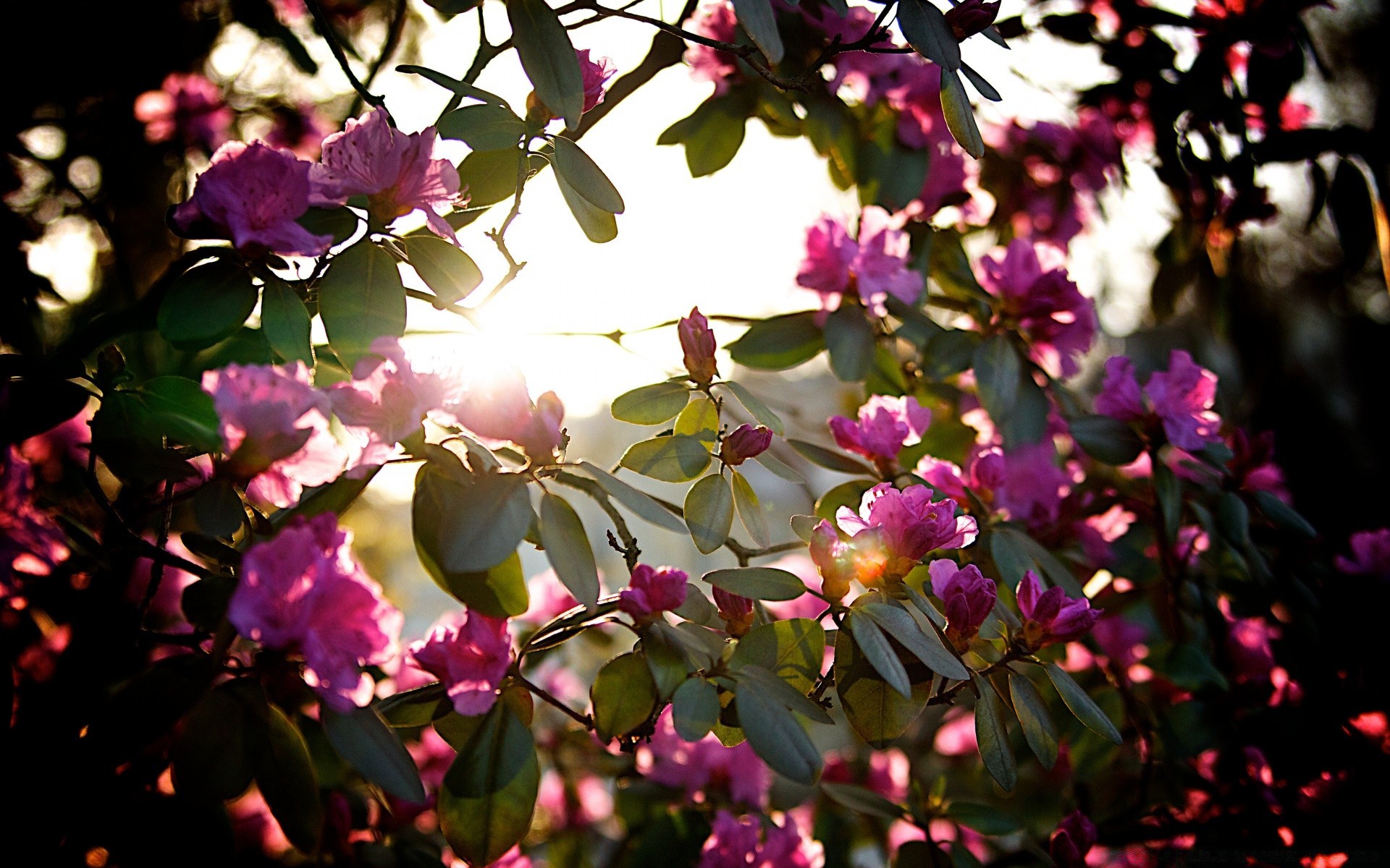 primavera fiore giardino natura flora foglia albero petalo fiore di colore rosa parco ramo floreale estate bella crescita