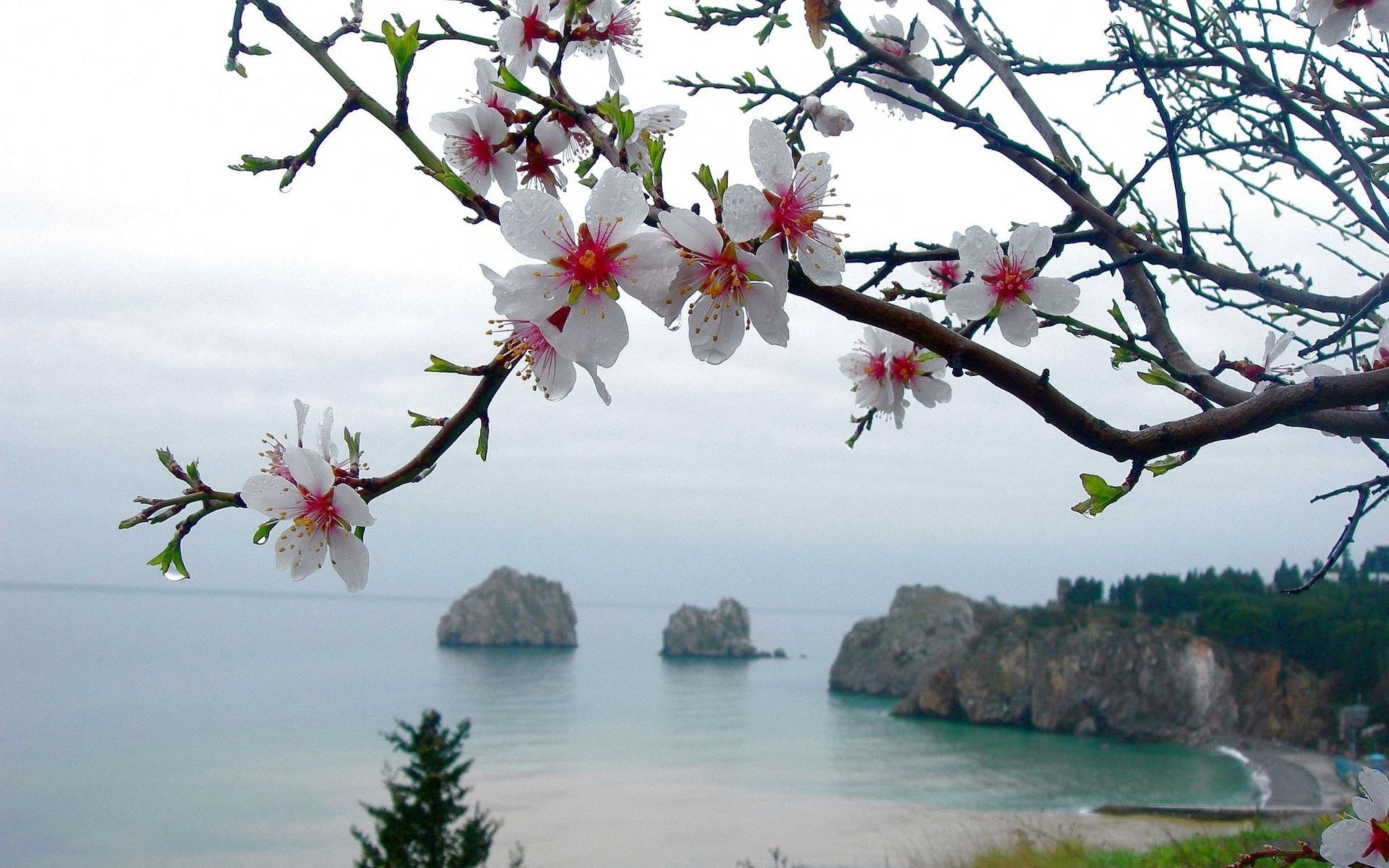 spring tree flower nature branch sky cherry beautiful landscape summer flora season outdoors water travel