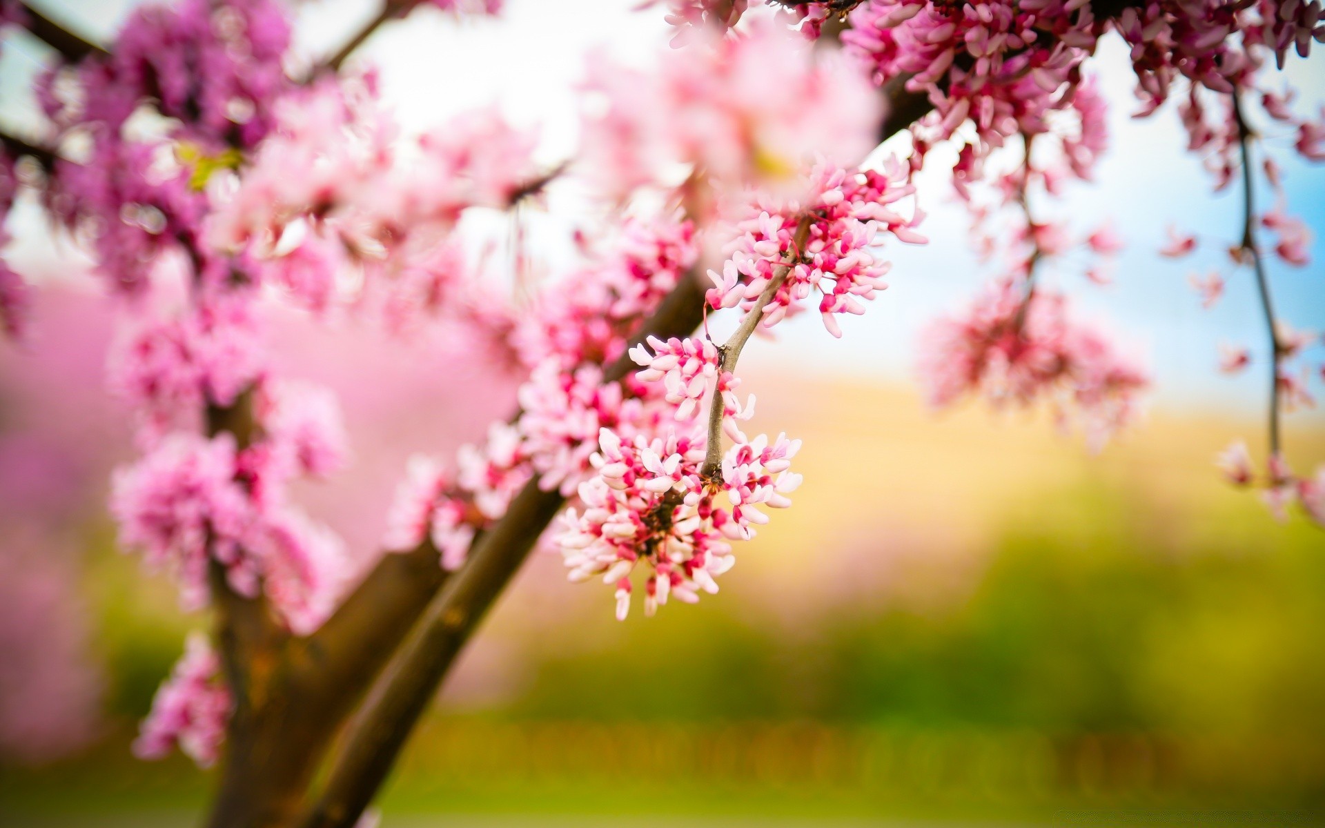 spring flower cherry nature garden tree branch leaf flora blooming park bright summer outdoors petal season floral fair weather color growth