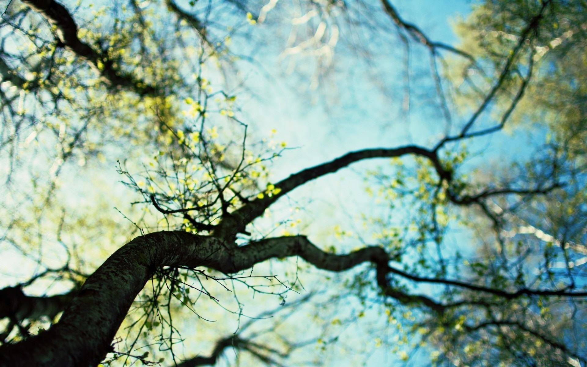 primavera árbol madera naturaleza rama hoja parque al aire libre medio ambiente paisaje flora temporada otoño tronco crecimiento corteza buen tiempo luz del día amanecer escena