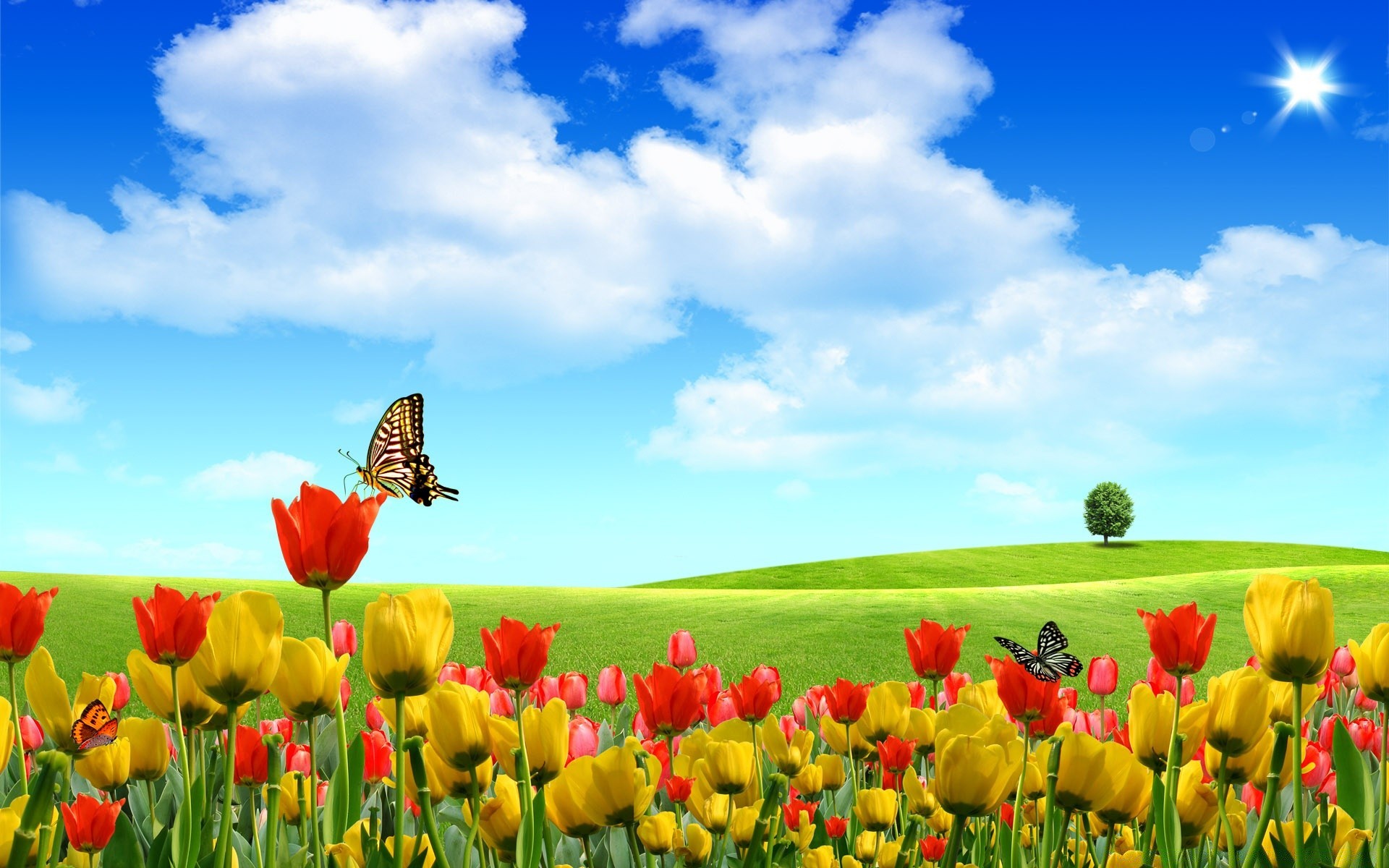 spring nature grass flower field summer rural hayfield fair weather bright outdoors sky tulip flora sun growth season garden countryside