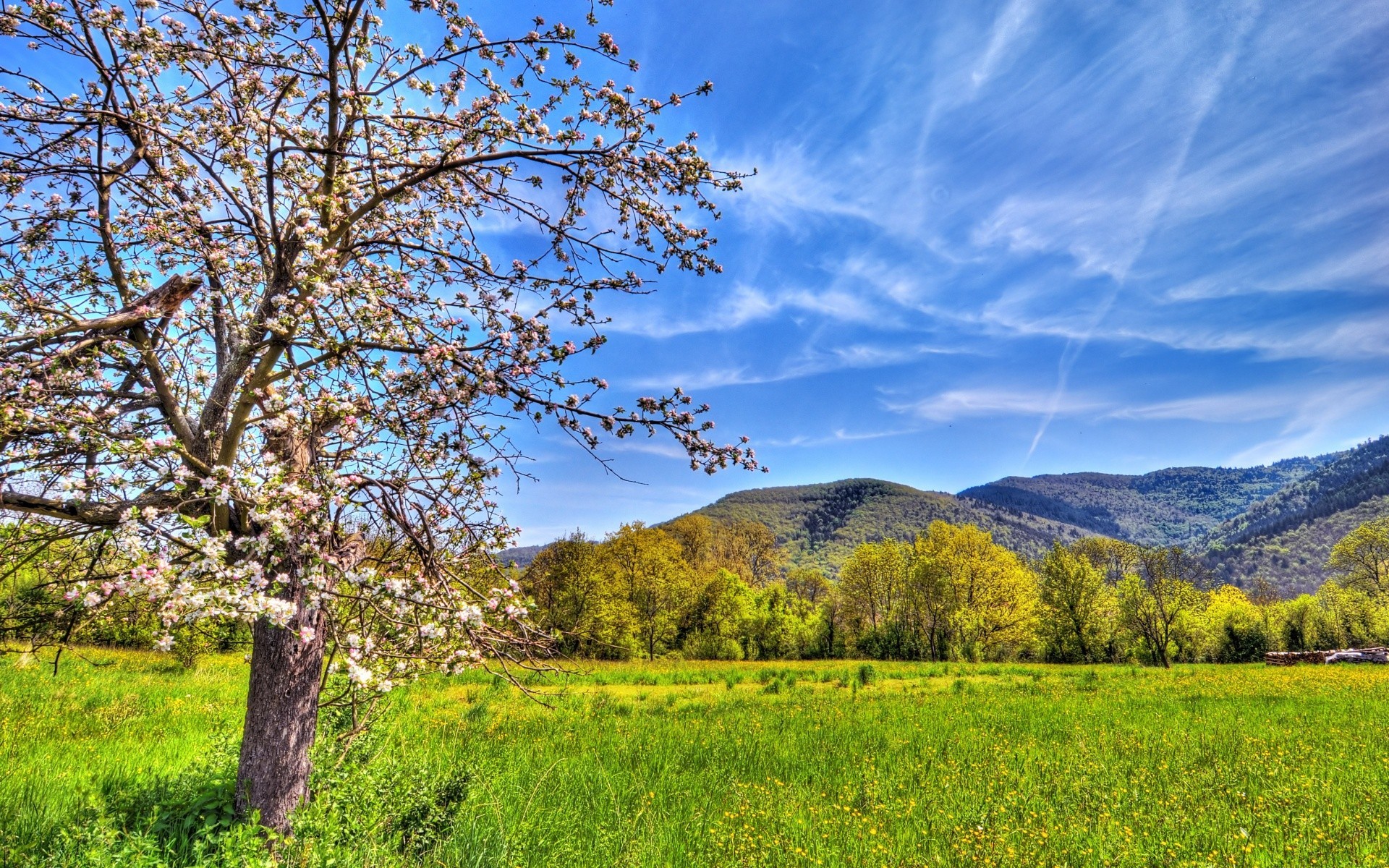 spring tree landscape nature wood outdoors sky scenic rural countryside grass season scene scenery sight hayfield summer flora field fair weather