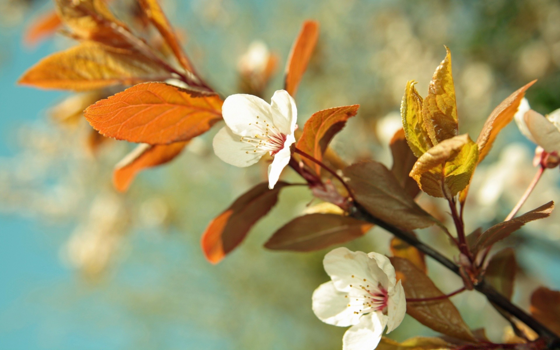 bahar doğa çiçek yaprak flora ağaç açık havada şube bahçe parlak bulanıklık yaz taçyaprağı sezon çiçeklenme renk büyüme çiçek