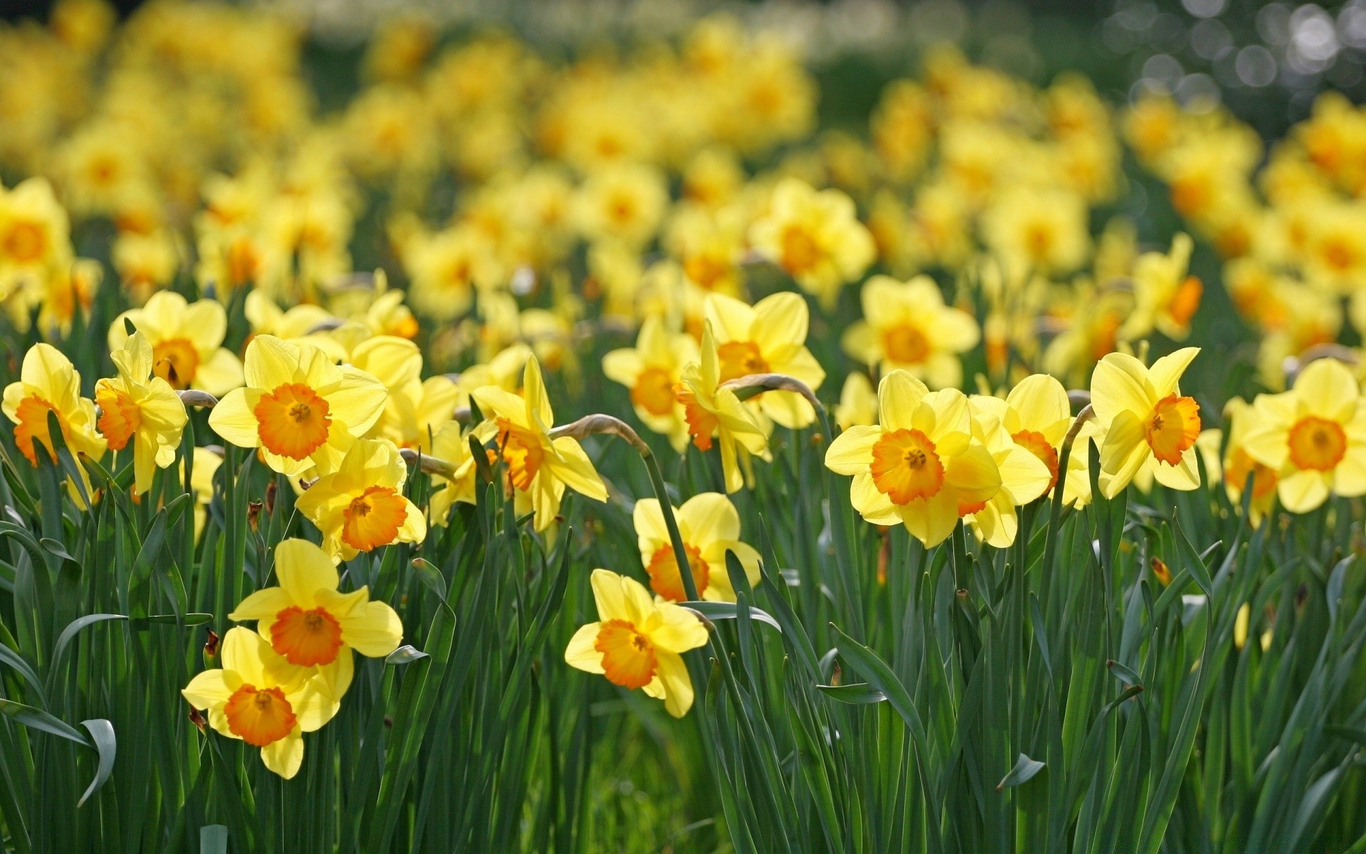 spring flower flora nature garden narcissus daffodil easter floral bright summer season field growth leaf blooming color petal grass bulb