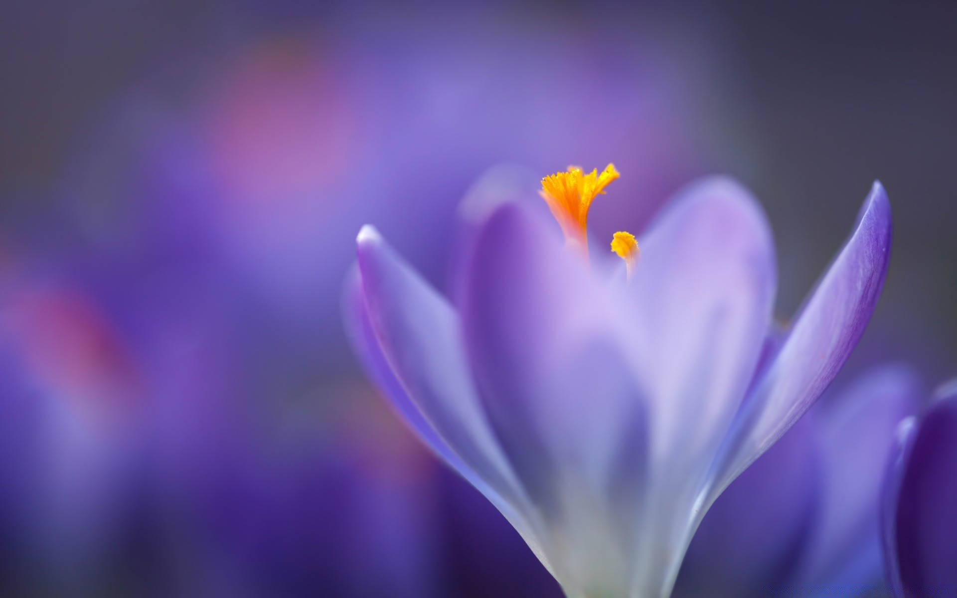 frühling blume natur unschärfe krokus blütenblatt flora sanft blatt farbe hell garten sommer safran wachstum ostern blumen blühen im freien