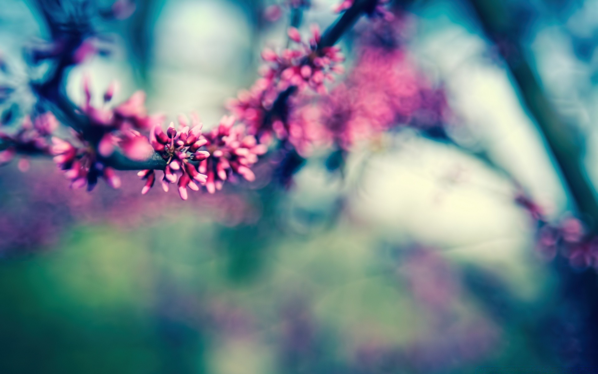 spring blur flower color nature summer art dof light bright flora