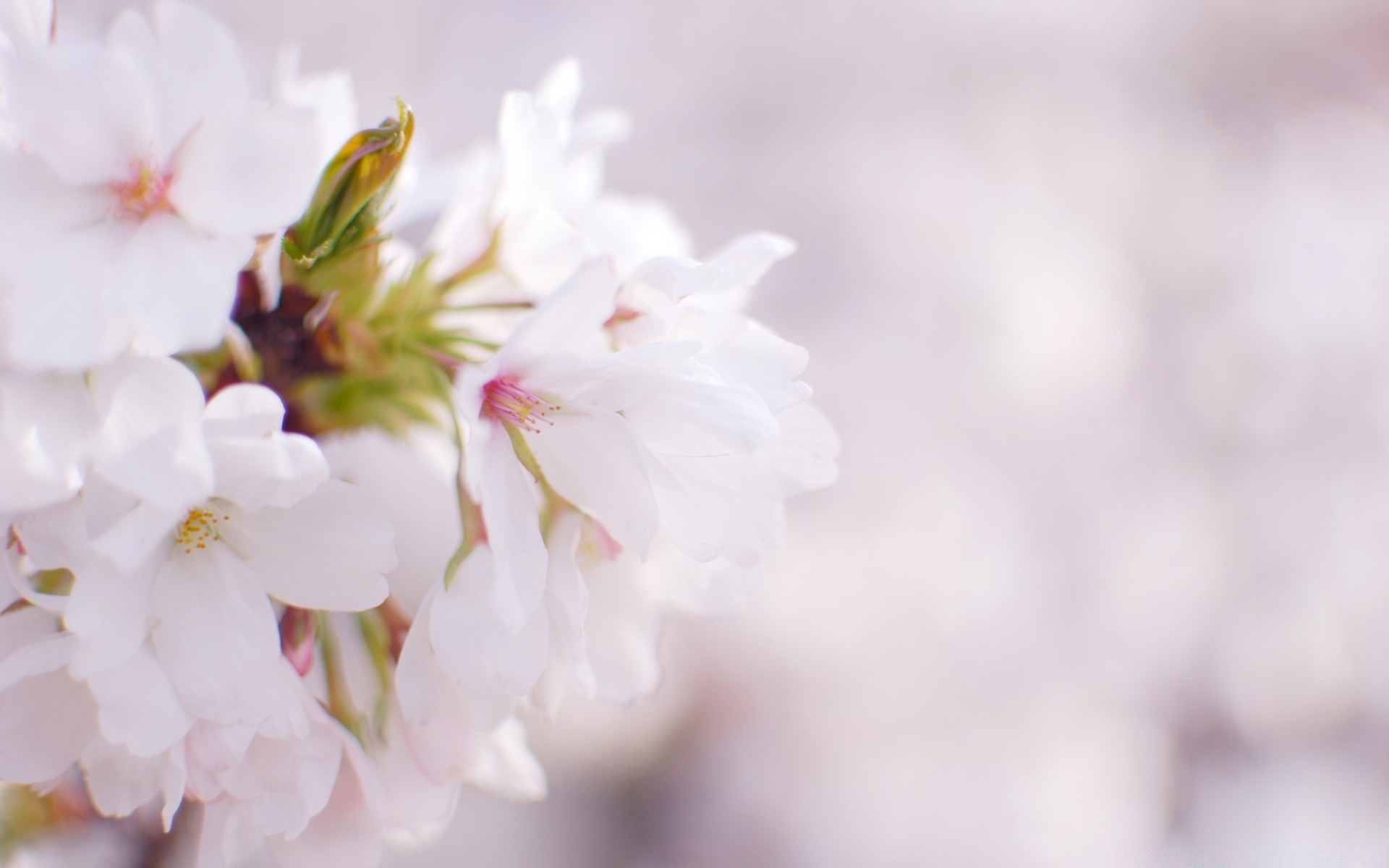 bahar çiçek doğa flora yaprak yaz bahçe büyüme bulanıklık narin kiraz petal dof açık havada çiçek açan güzel havalarda çiçek parlak şube yakın çekim