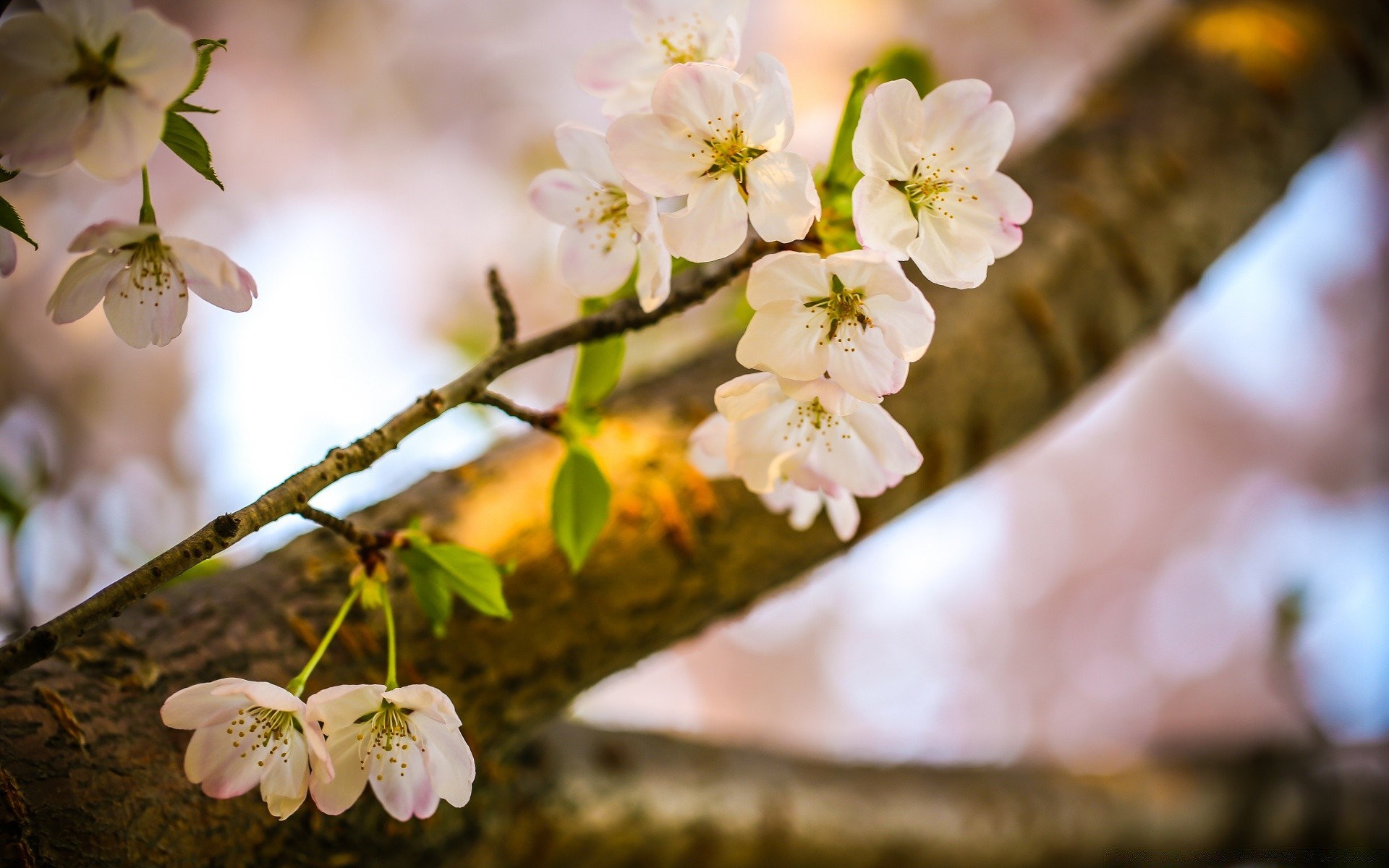 spring flower branch nature apple tree cherry garden flora blooming petal leaf bud growth floral delicate outdoors blur close-up season