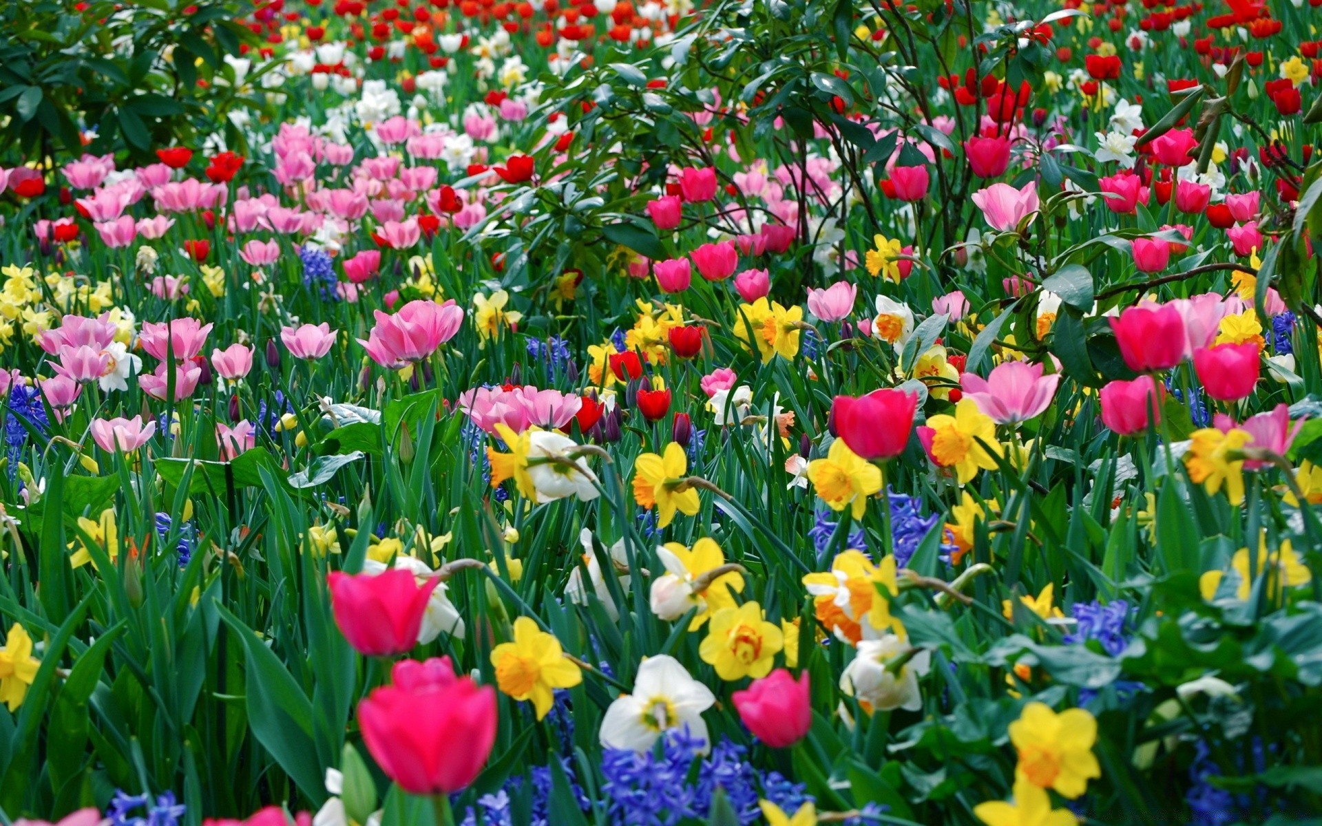 spring flower tulip garden flora nature leaf floral summer petal blooming field grass season park color flowerbed growth bright hayfield