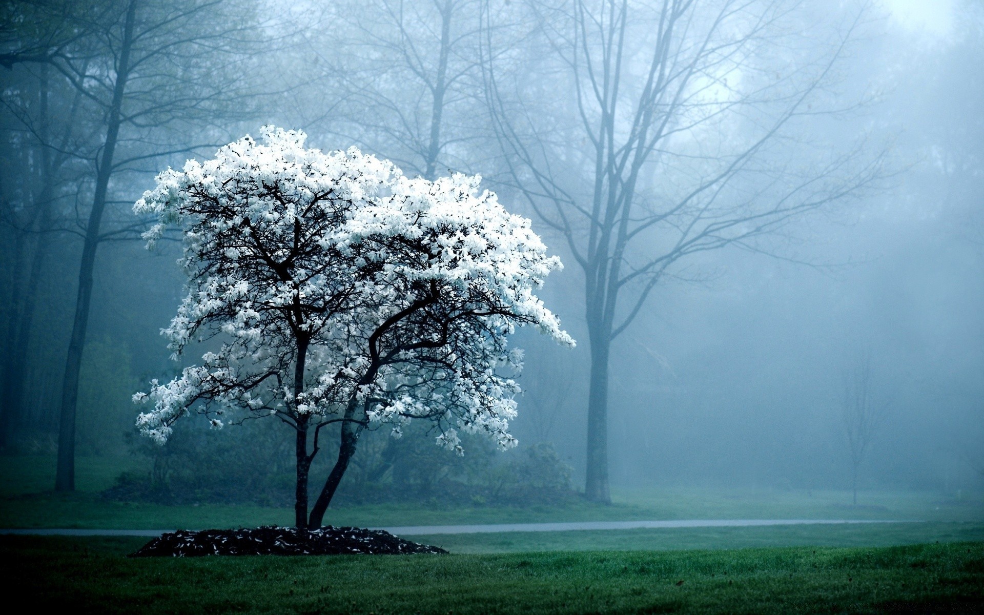 printemps brouillard arbre brouillard paysage bois météo aube nature scénique branche parc brume campagne automne