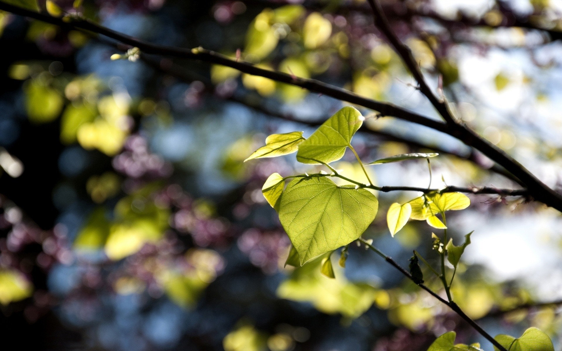 spring leaf tree branch flora growth nature season color garden park fair weather bright outdoors environment close-up sun wood flower sunny