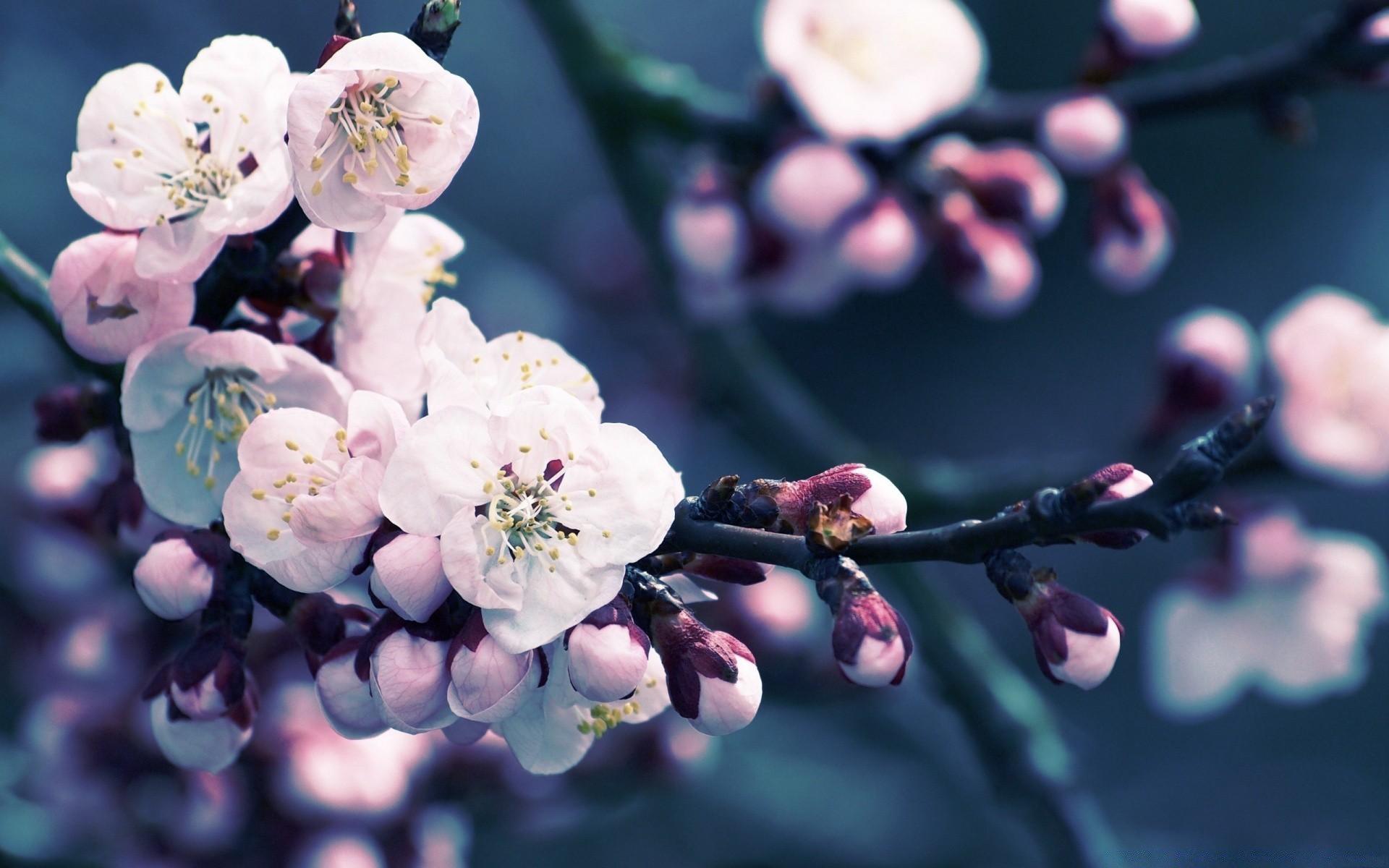 spring flower cherry branch flora garden nature tree petal apple blooming growth bud floral outdoors leaf