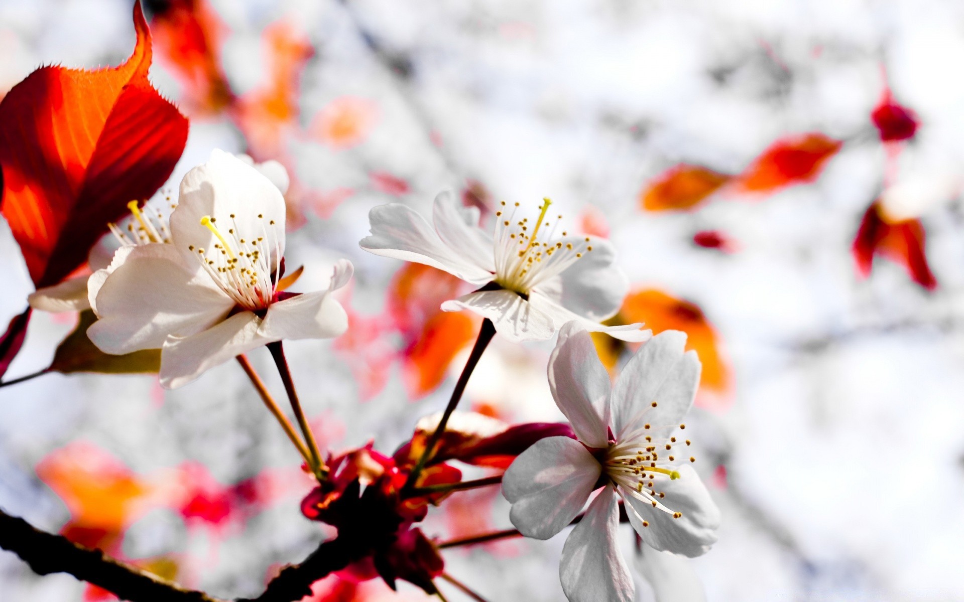 spring flower nature leaf flora bright garden branch cherry blooming summer season color beautiful tree outdoors