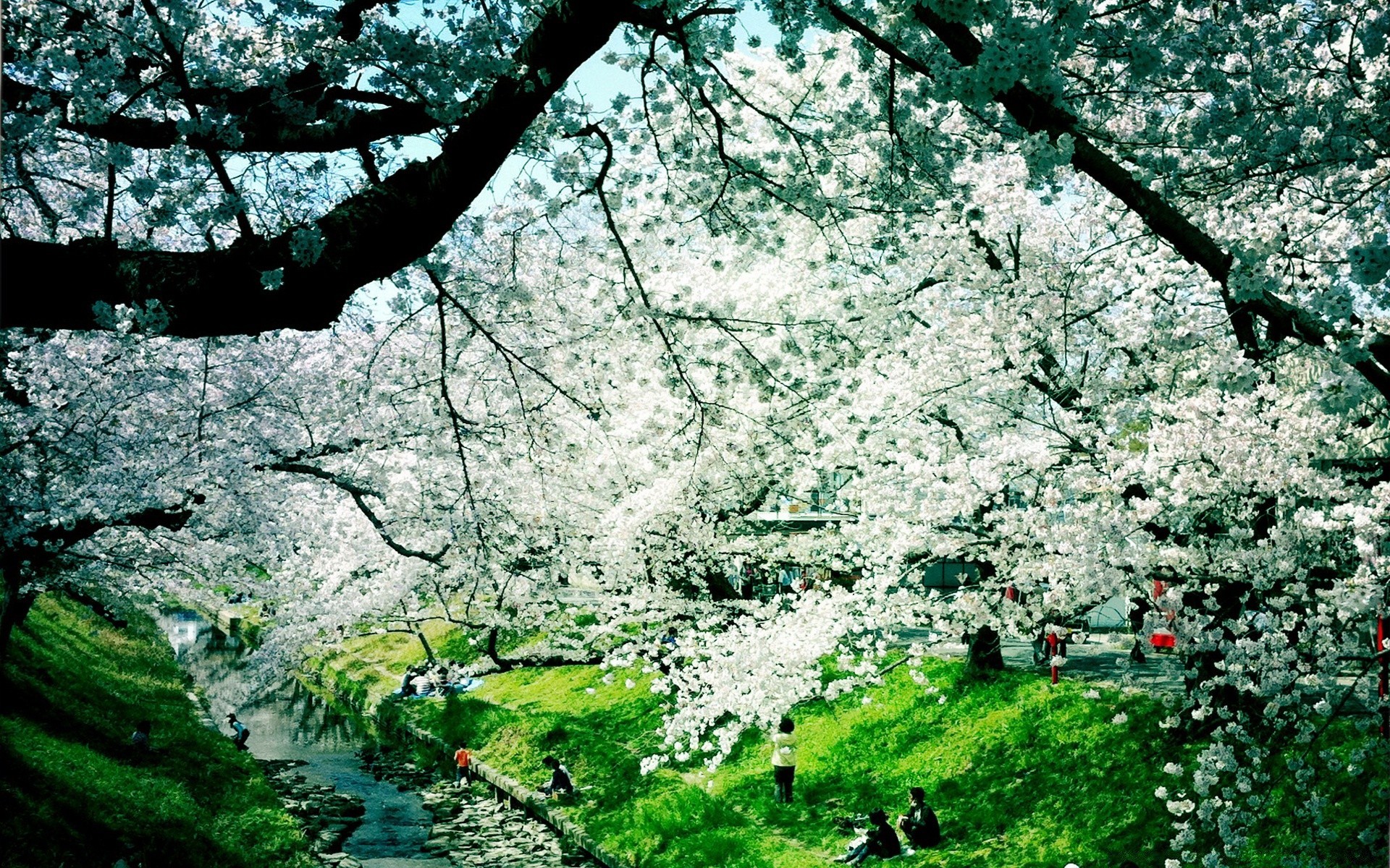 spring tree landscape season nature branch outdoors wood flora leaf park flower growth cherry environment