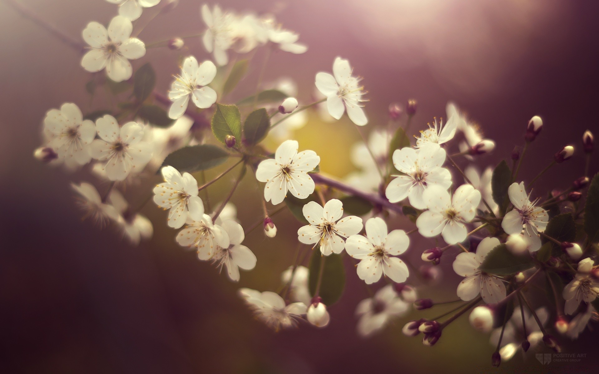 spring flower flora cherry nature branch tree leaf apple petal floral close-up bud garden beautiful blooming color growth