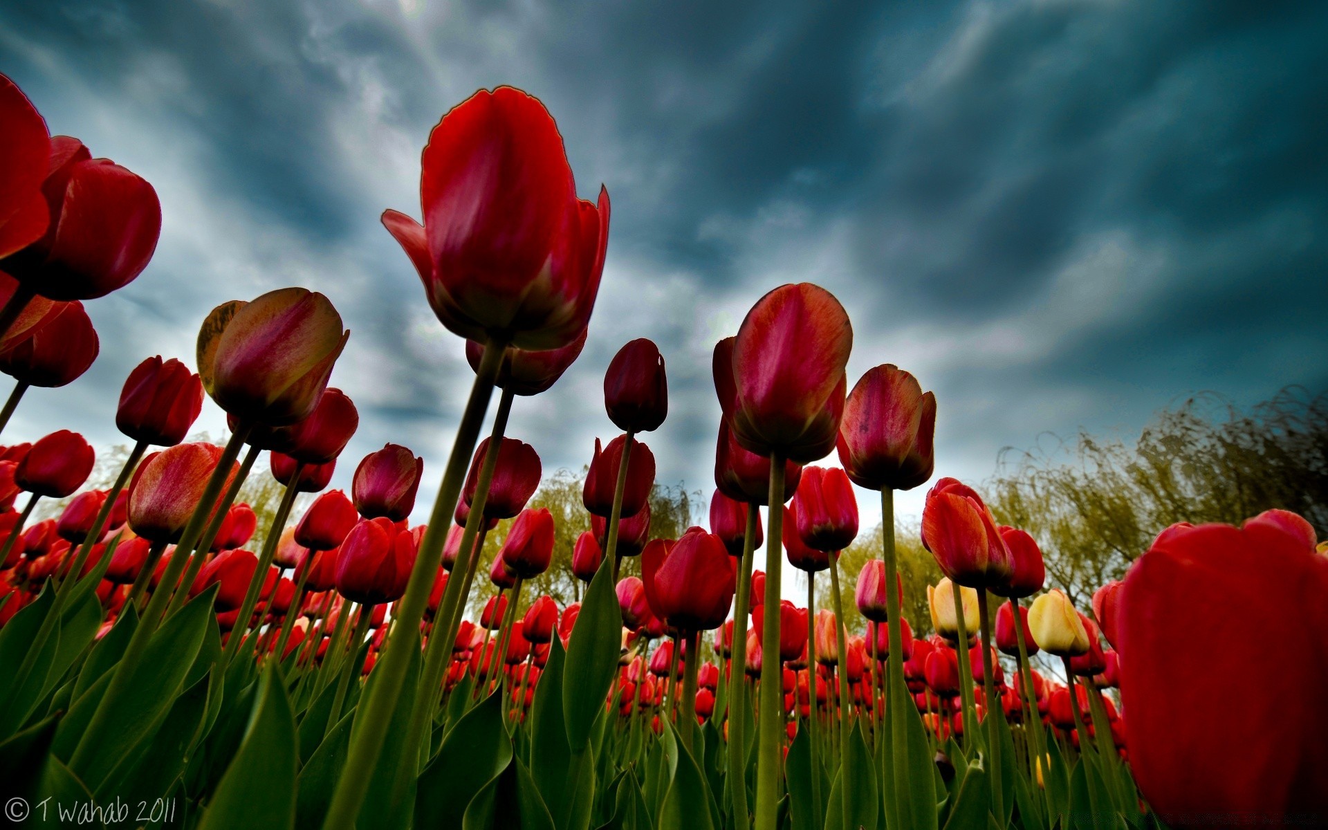 spring tulip nature flower flora garden leaf summer field bright floral color outdoors growth season grass fair weather easter blooming petal