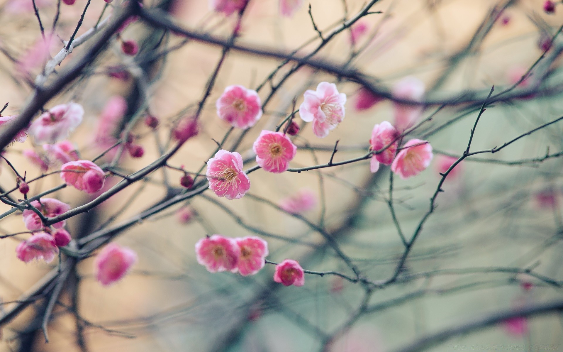 spring flower flora branch nature cherry tree garden season color blooming floral summer leaf growth petal bright bud delicate beautiful