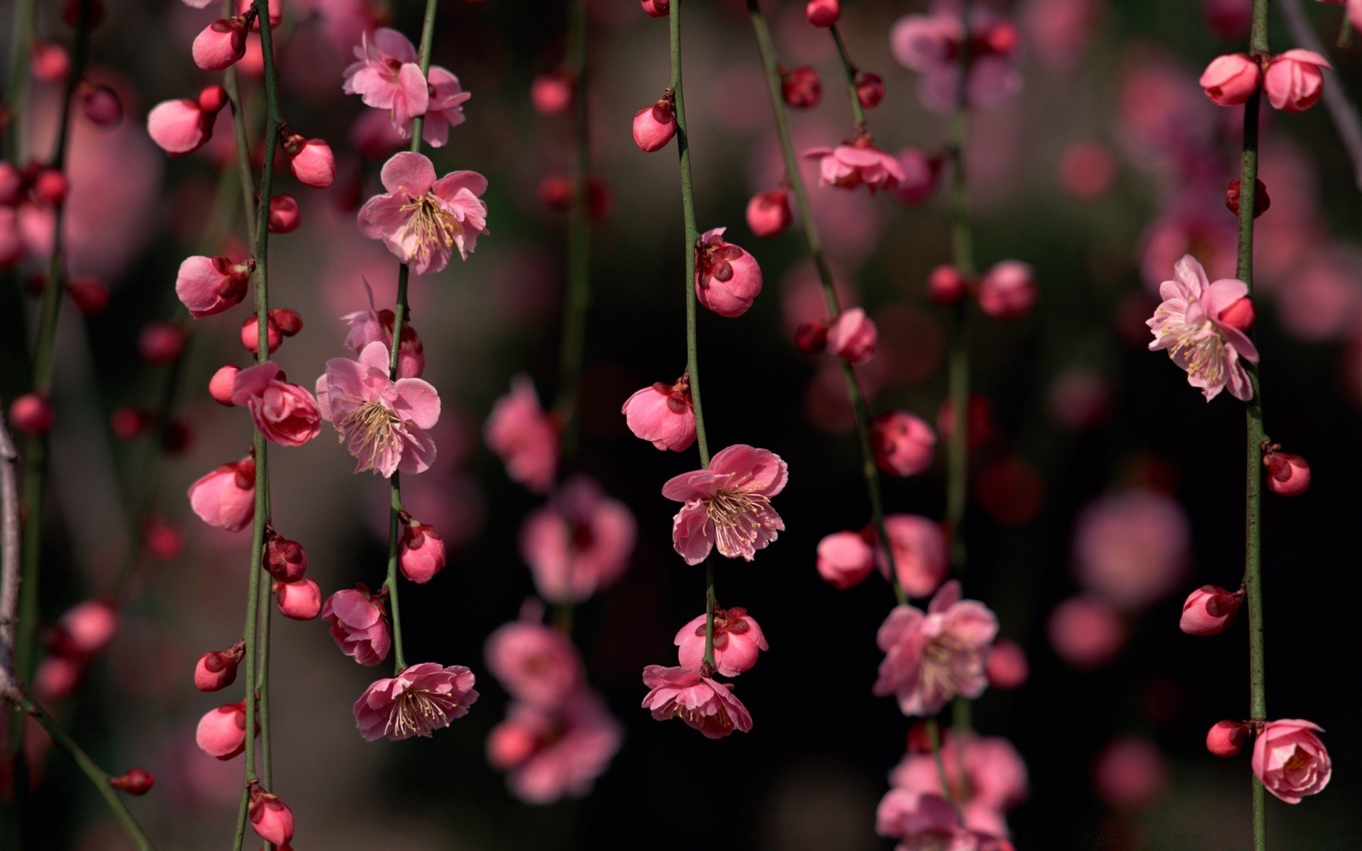 bahar çiçek doğa bahçe flora çiçek açan petal büyüme yaprak yaz renk şube sezon çiçek parlak yakın çekim açık havada ağaç dostum