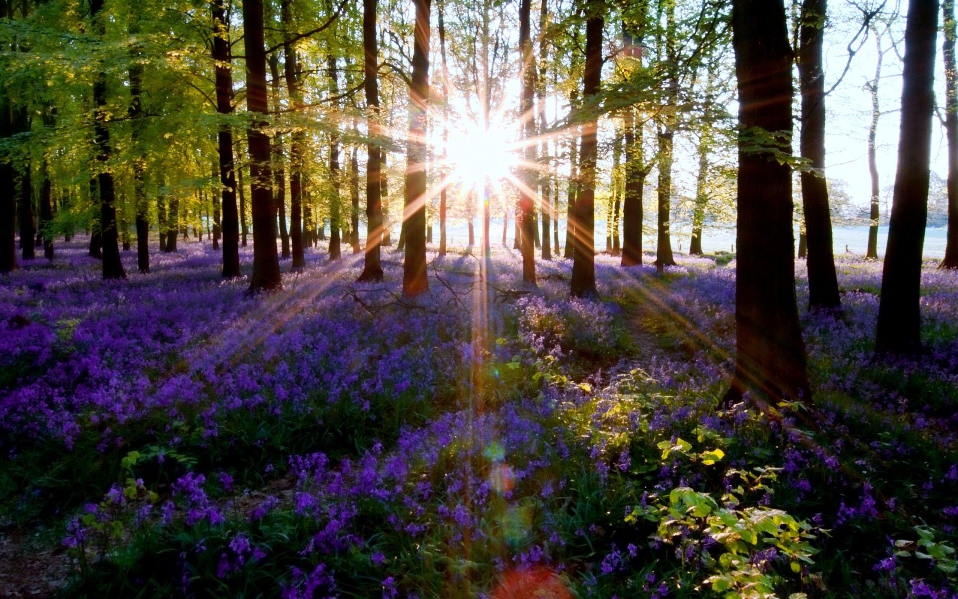 frühling holz natur baum landschaft dämmerung blatt park blume landschaftlich im freien sonne gutes wetter landschaft saison buche flora umwelt landschaft licht