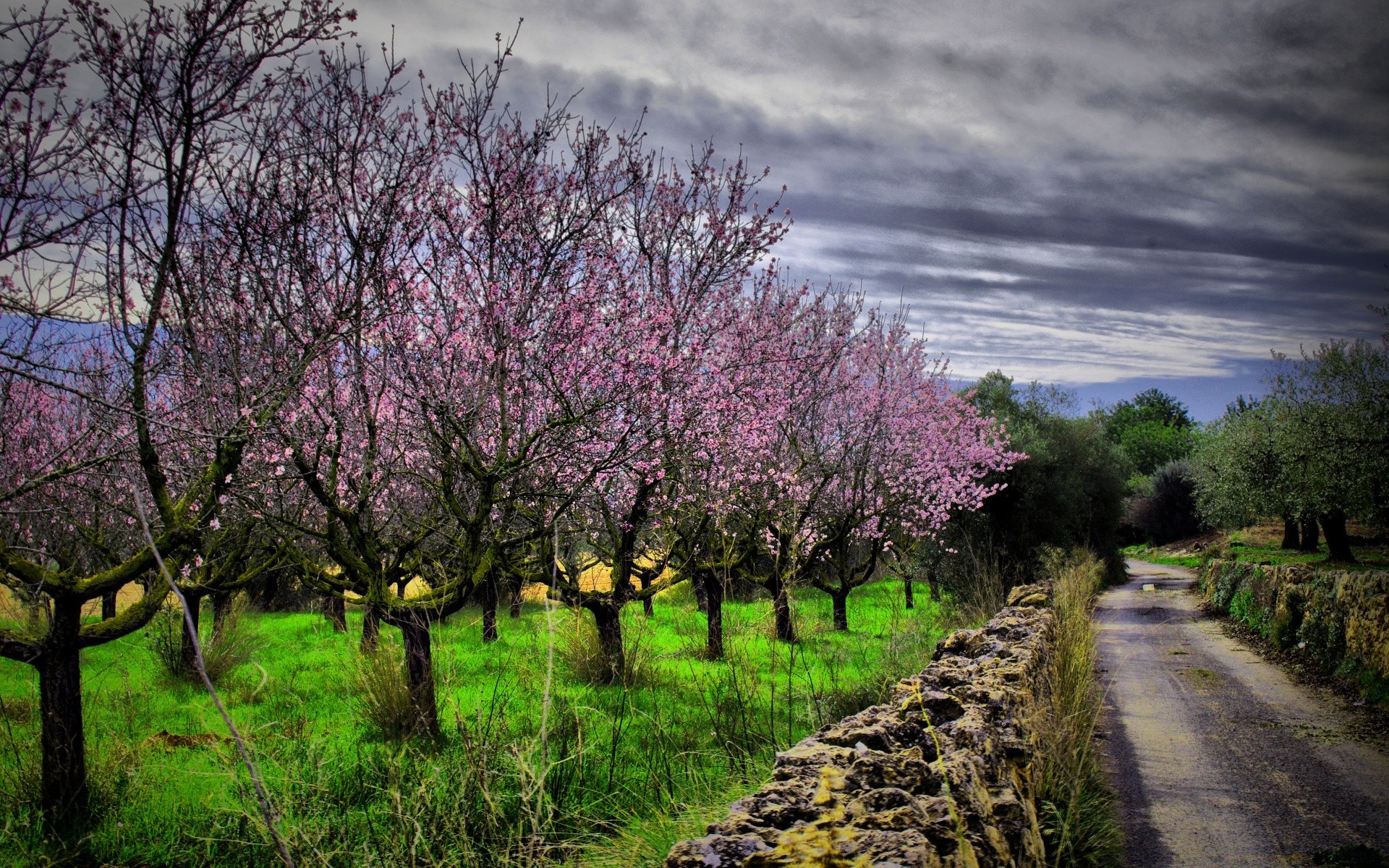 primavera árbol paisaje temporada naturaleza rama flor primavera flora parque rural al aire libre cereza escénico campo medio ambiente hierba paisaje escena crecimiento