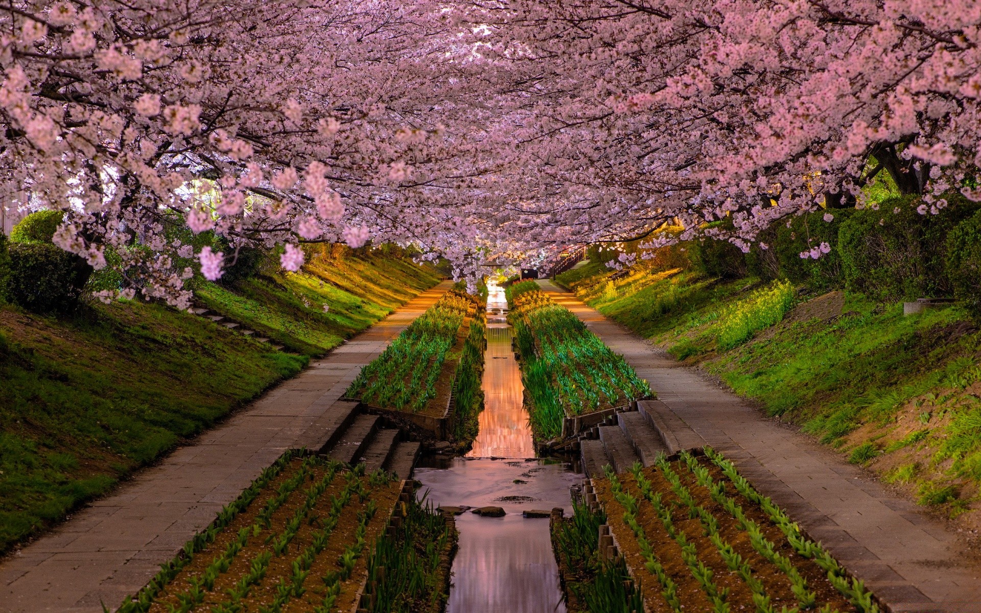 spring tree nature flower travel landscape outdoors garden park scenic flora mountain sky summer