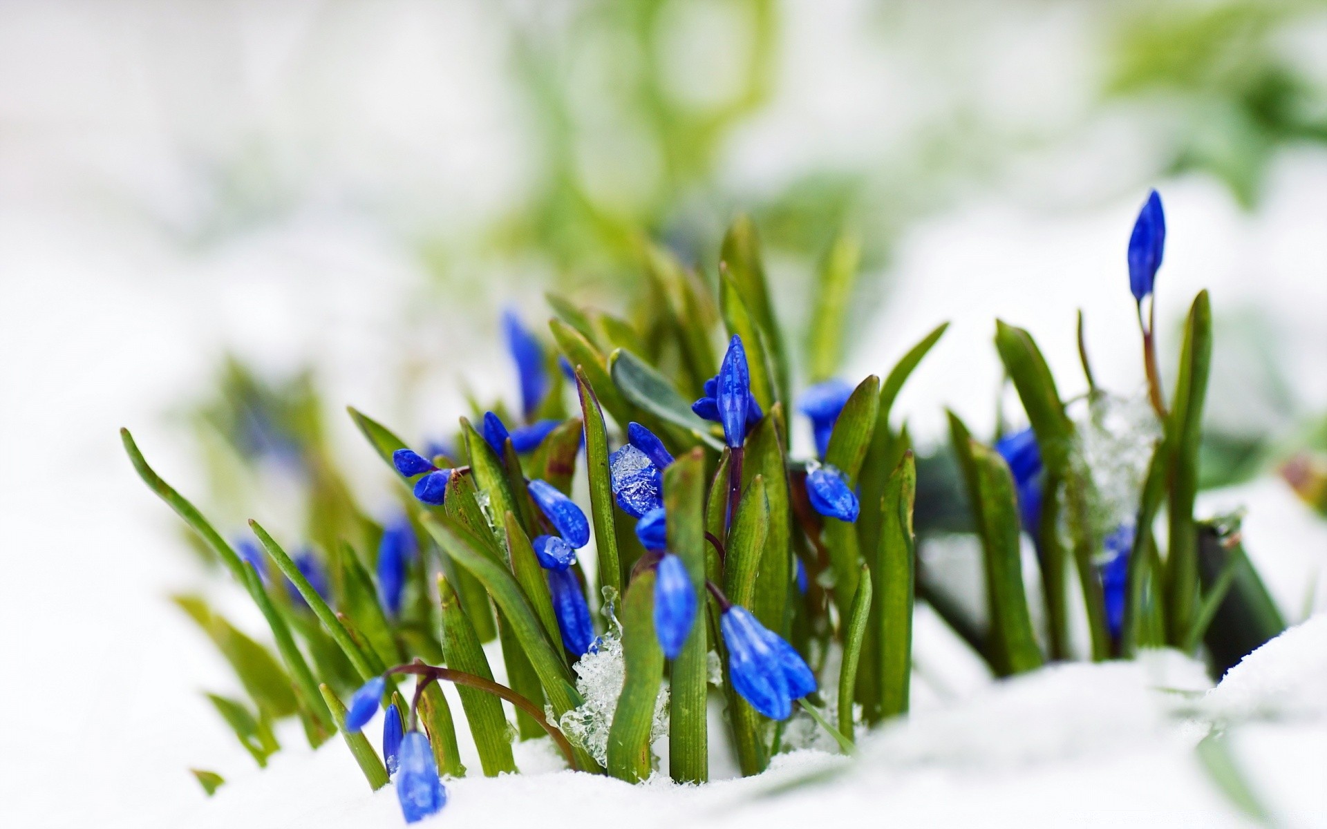 primavera naturaleza hoja flora hierba desenfoque jardín primer plano pascua flor brillante verano crecimiento heno