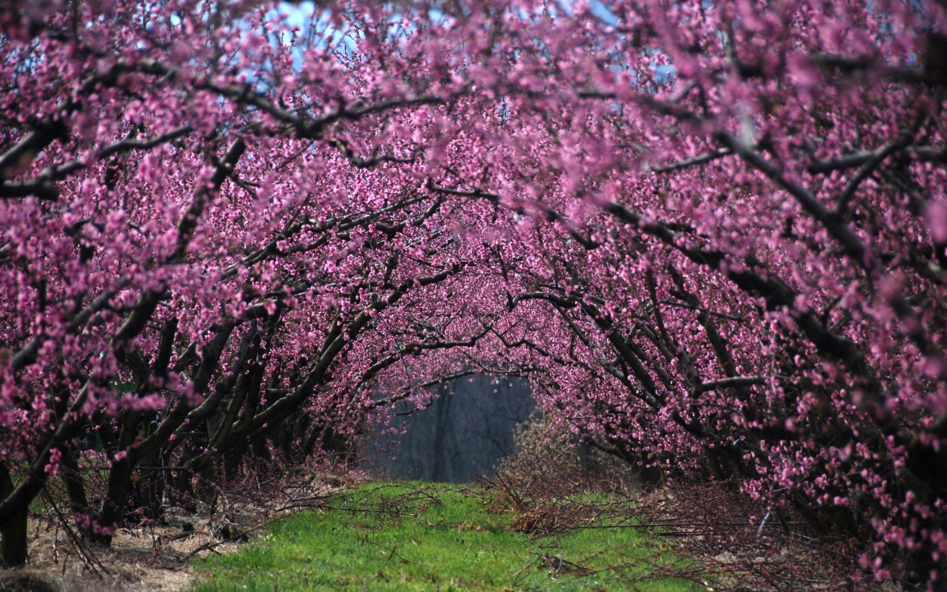 primavera árbol flor cereza rama estación naturaleza primavera paisaje al aire libre crecimiento parque flora floración jardín manzana hoja brillante color buen tiempo