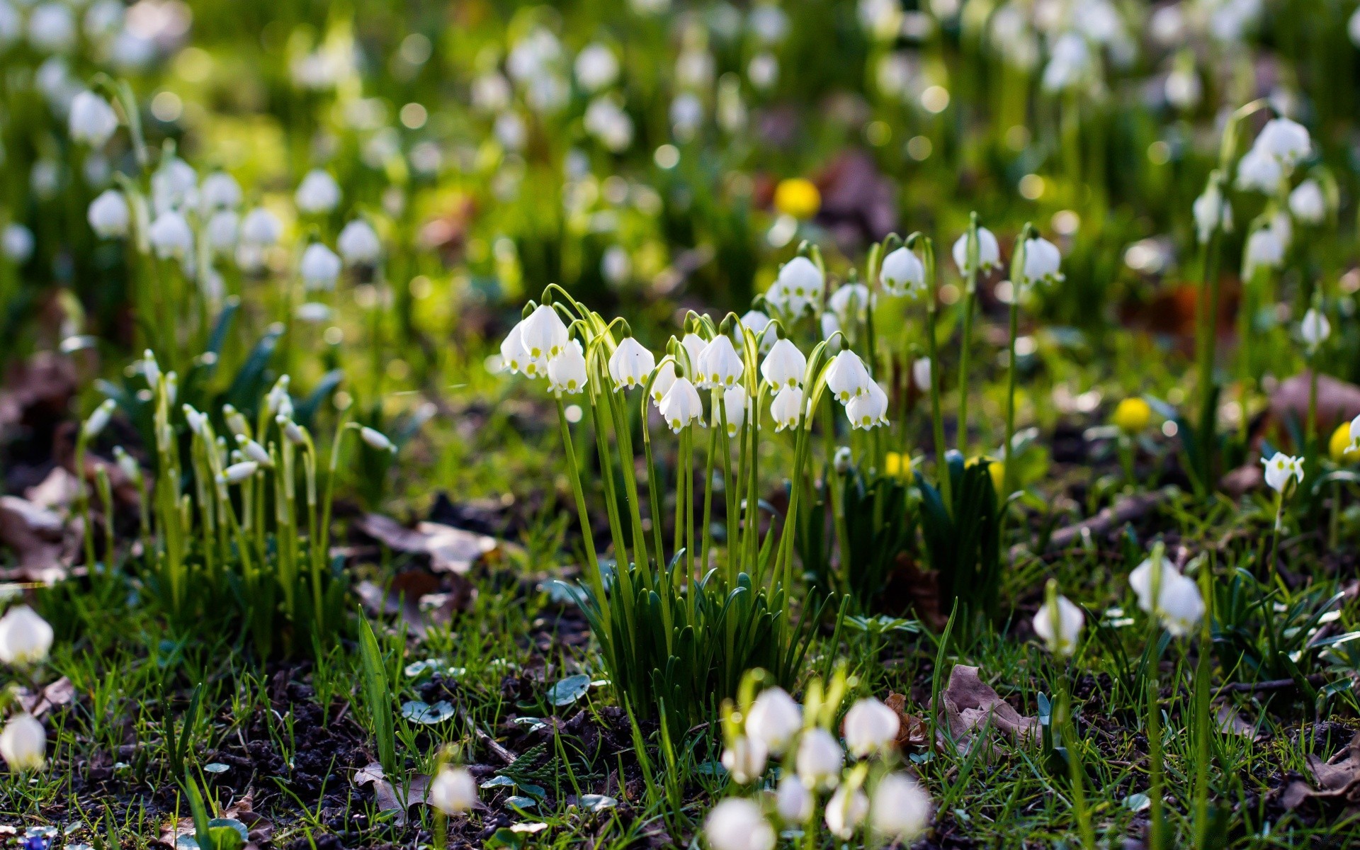 primavera hierba naturaleza heno flor flora estación al aire libre campo pascua buen tiempo crecimiento jardín brillante verano hoja bluming parque primavera primer plano