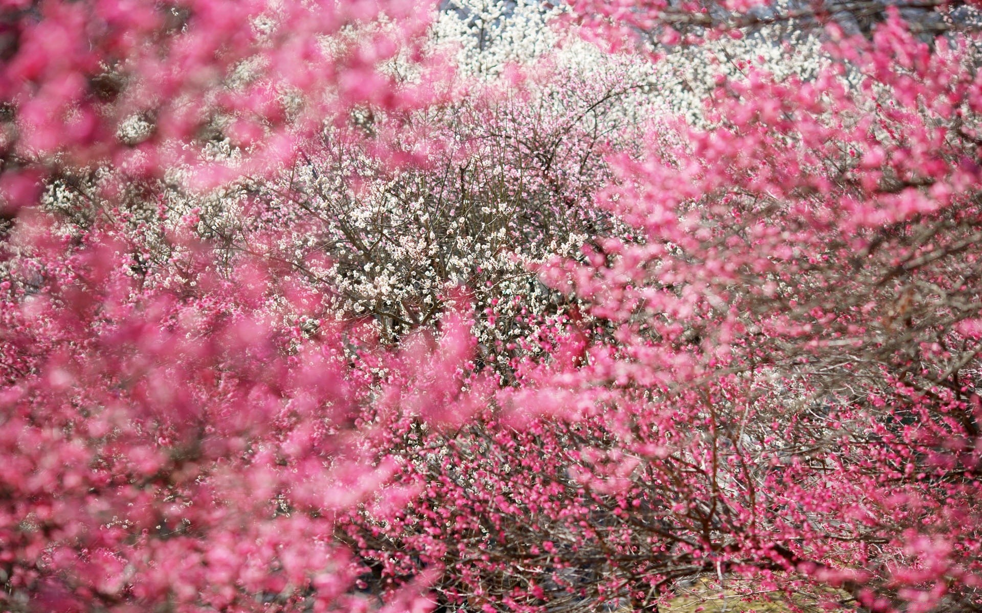 primavera flor temporada natureza árvore cereja ramo flora blooming crescimento jardim brilhante pétala parque folha cor ao ar livre floral arbusto primavera verão